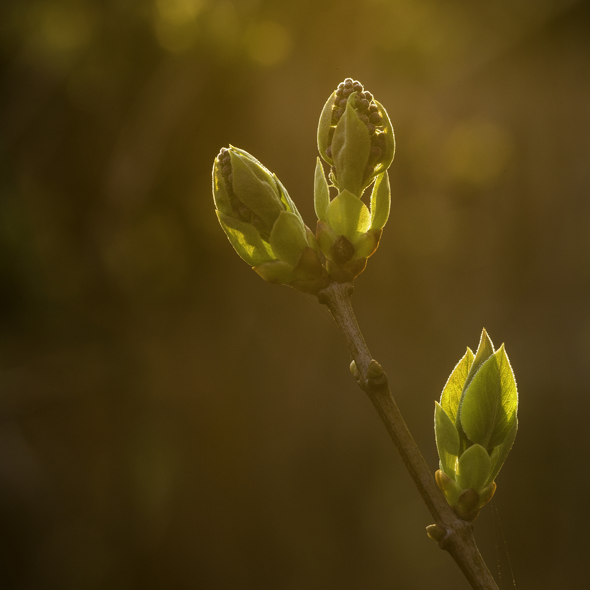 Hasselblad H5D sample photo. Golden spring light photography