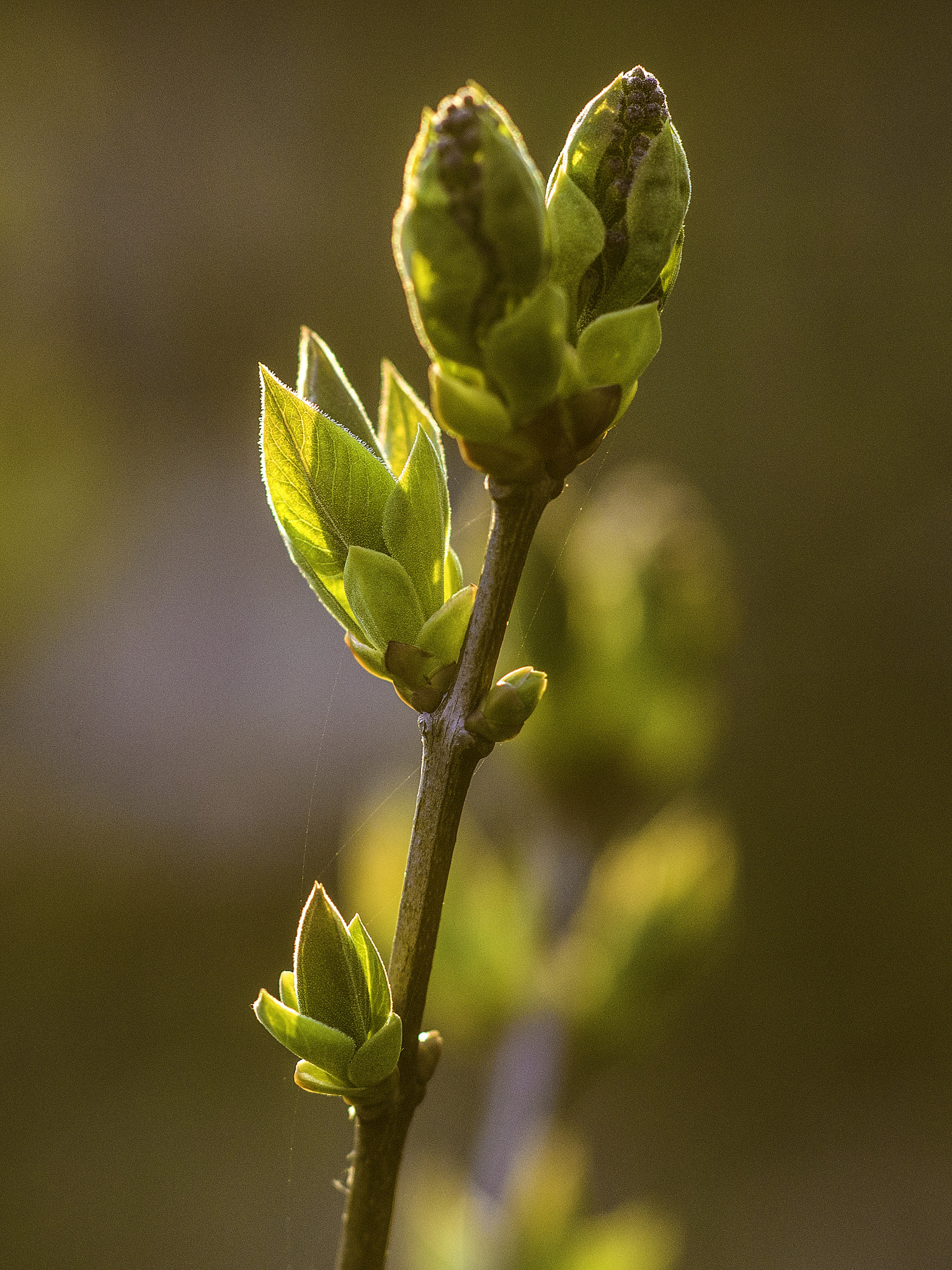 Hasselblad H5D sample photo. Spring is in the air photography