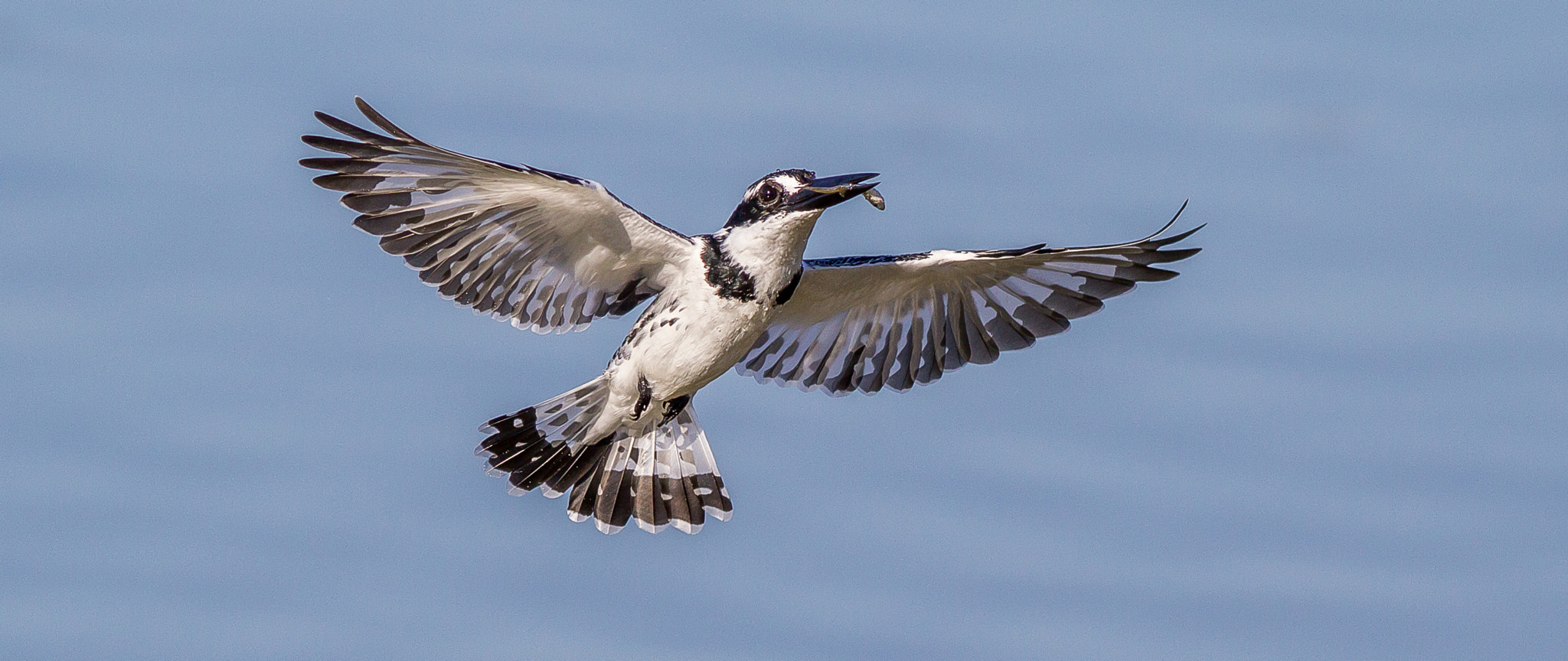 Canon EOS 1200D (EOS Rebel T5 / EOS Kiss X70 / EOS Hi) + Canon EF 400mm F5.6L USM sample photo. Pied kingfisher feeding in flight photography