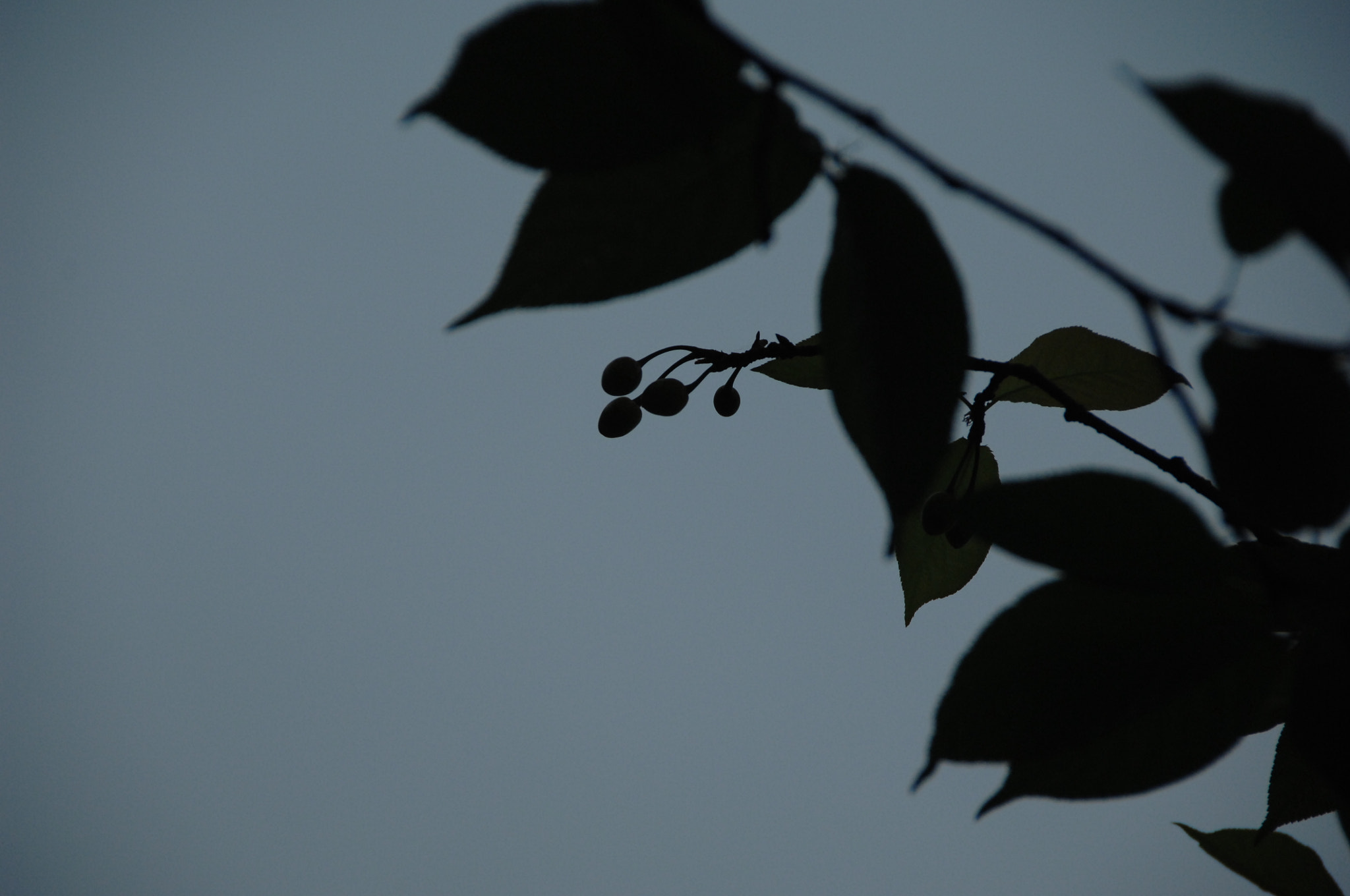 Nikon D2X sample photo. .. photography