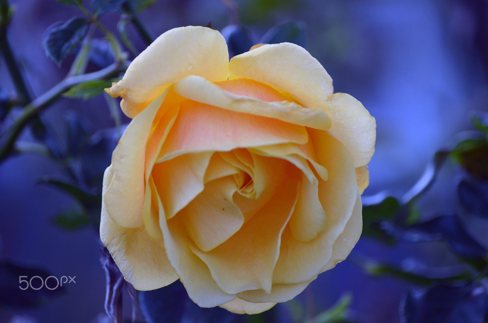 Nikon D5100 + Zoom-Nikkor 1200-1700mm f/5.6-8 P ED IF sample photo. Yellow rose by tonnyfroyen.com photography