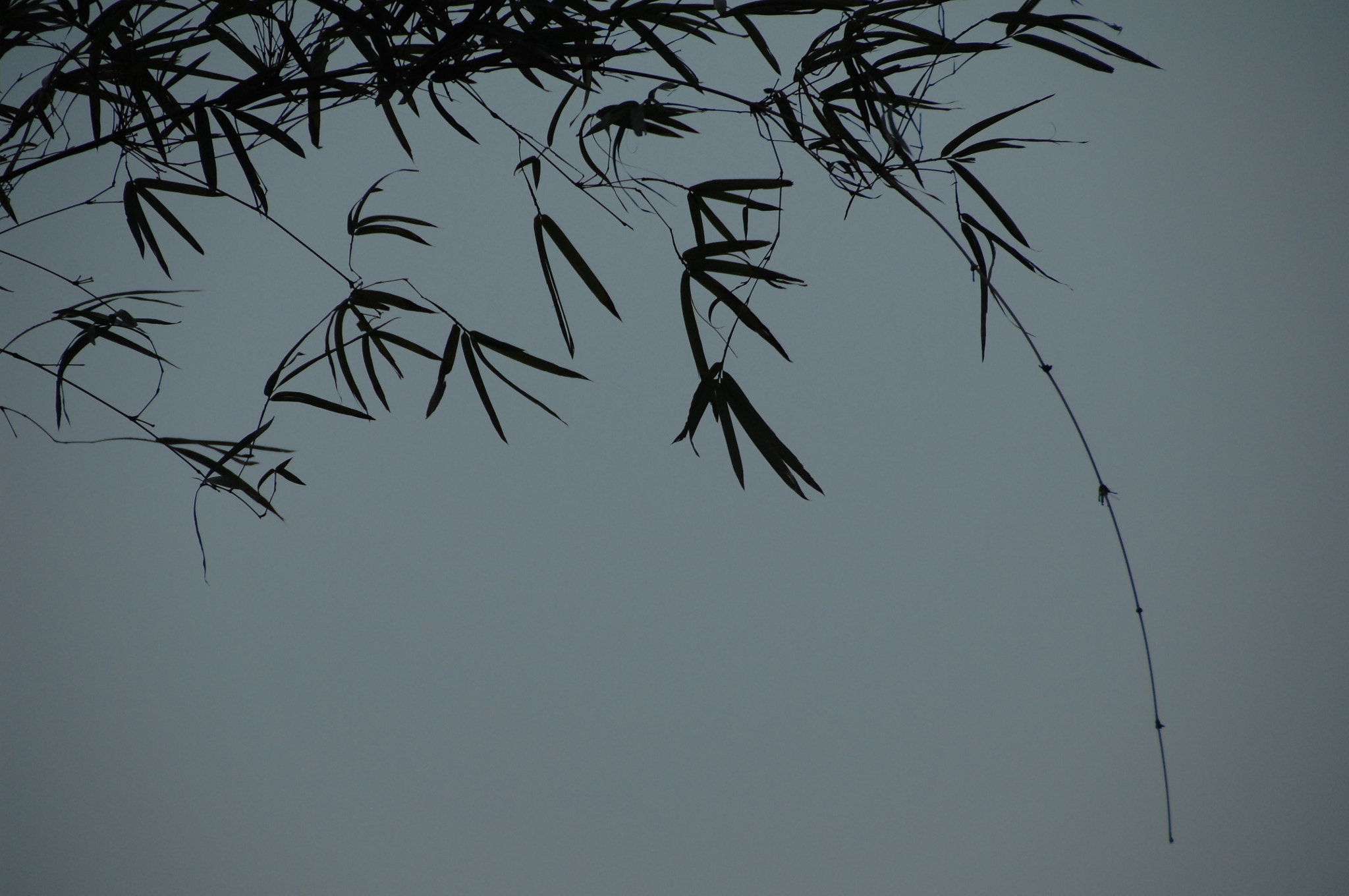 Nikon D2X sample photo. .. photography