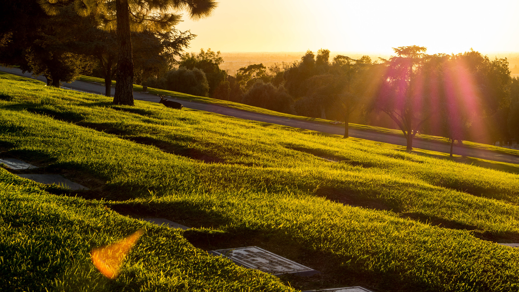 Sony Alpha a5000 (ILCE 5000) + E 50mm F1.8 OSS sample photo. Rose hills at sunset photography