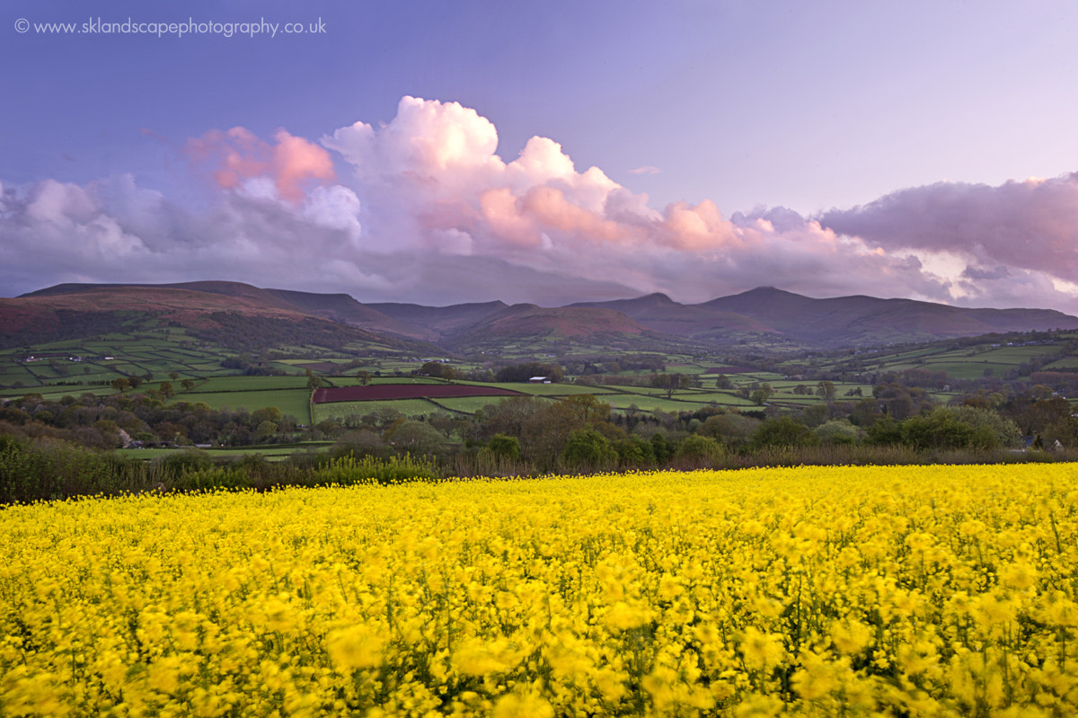 Nikon D4 sample photo. Rape field photography