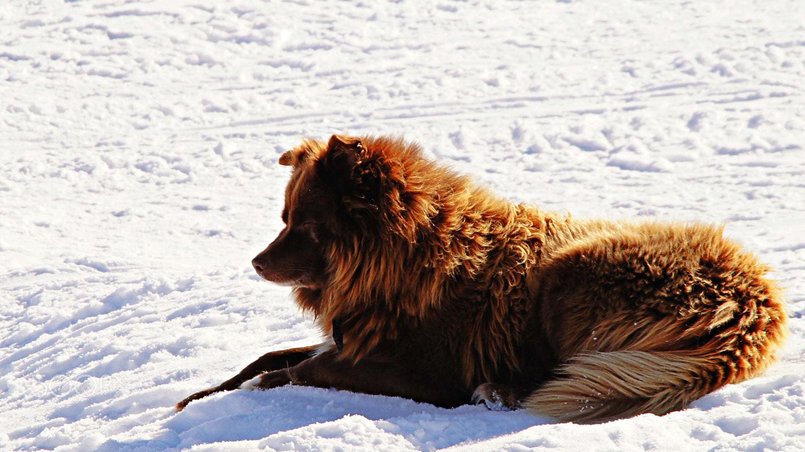 Sony SLT-A35 sample photo. Sleeping dog photography