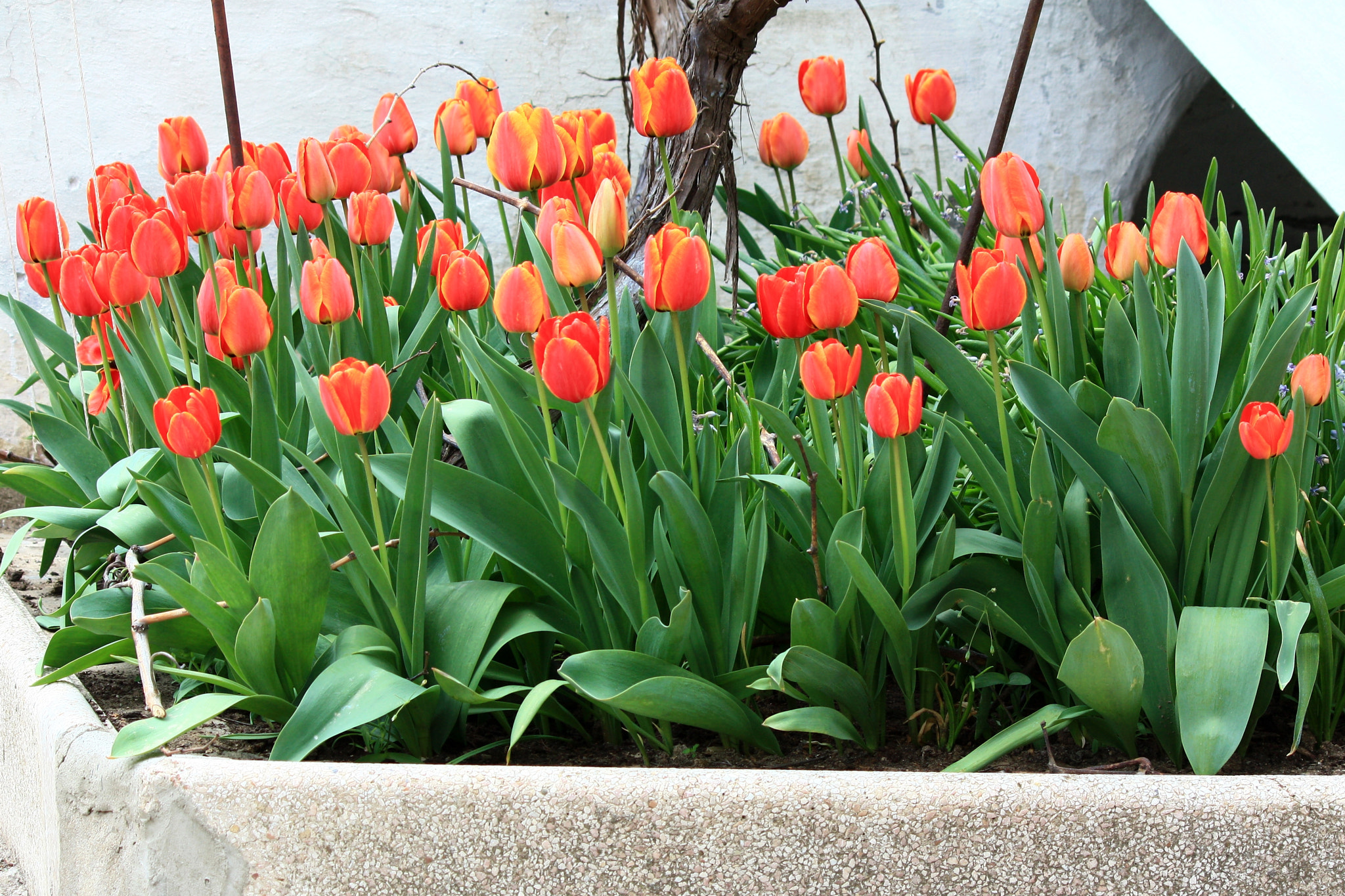 Canon EOS 450D (EOS Rebel XSi / EOS Kiss X2) sample photo. Flowerbed photography