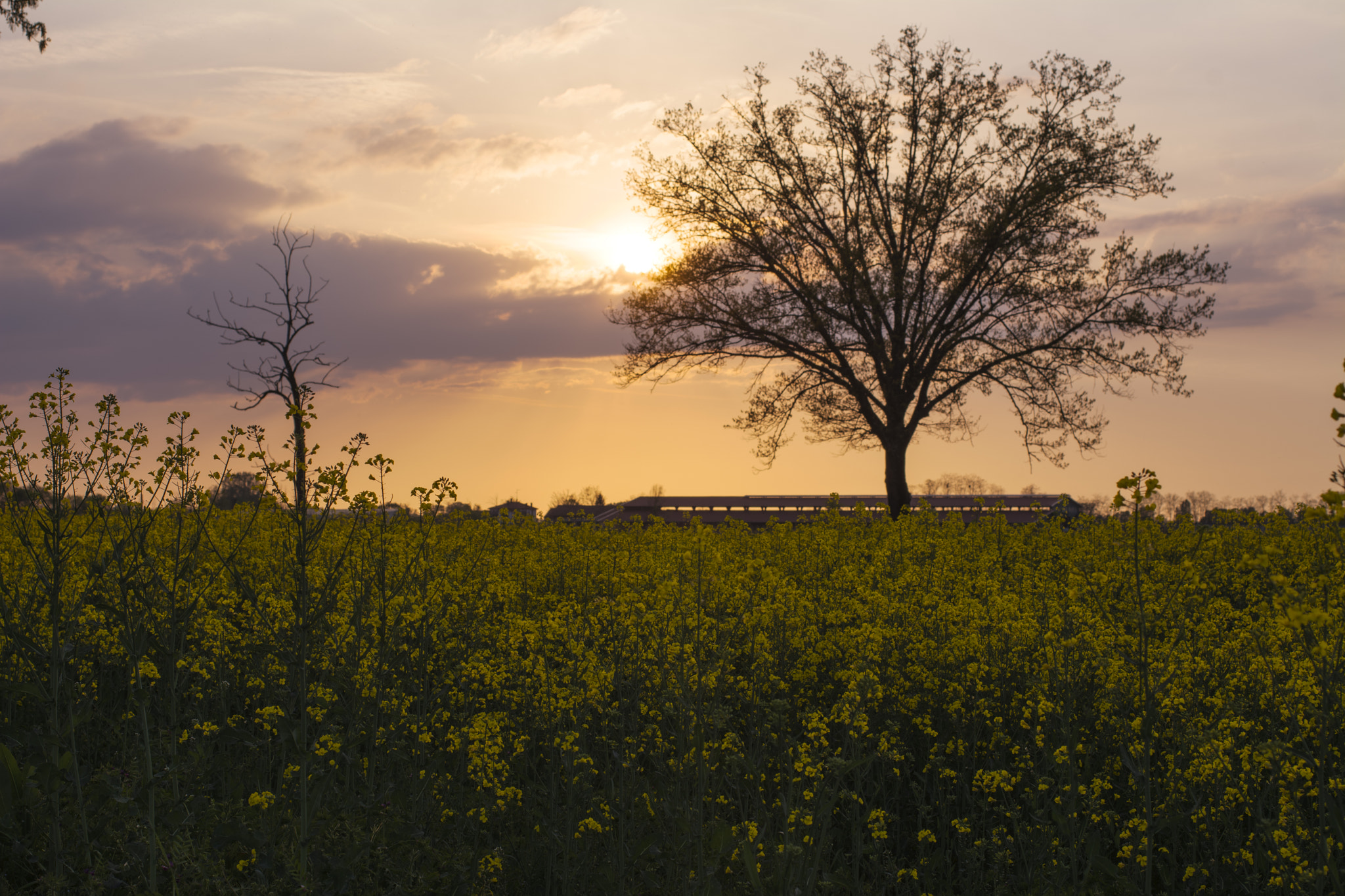 Nikon D7100 + Sigma 50mm F2.8 EX DG Macro sample photo. Sunset in the countryside photography
