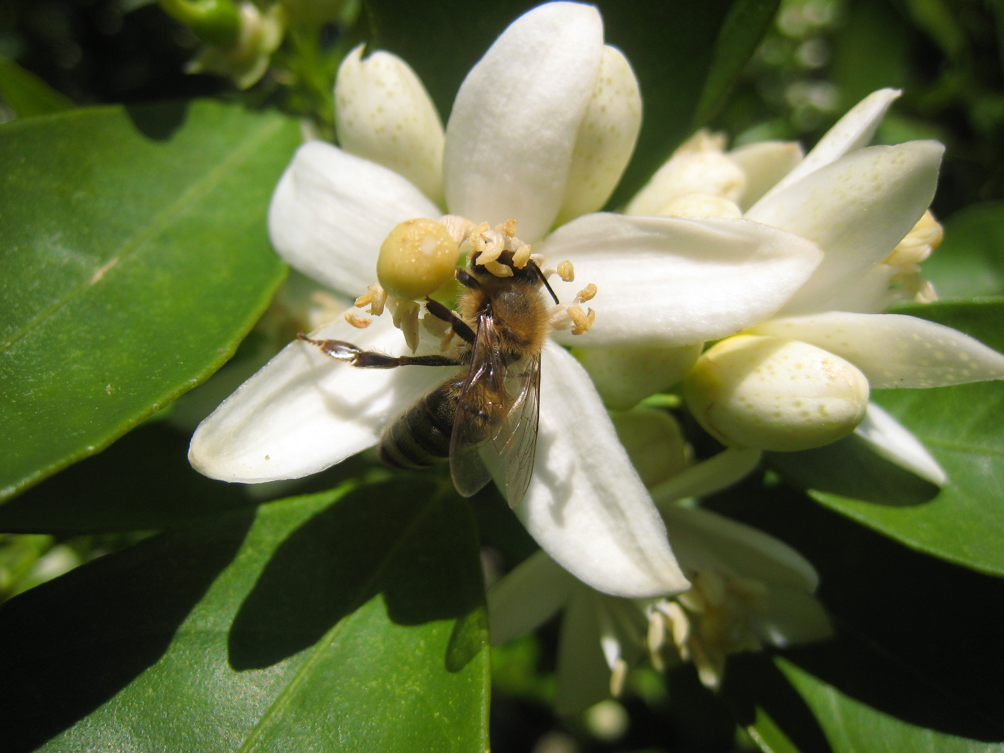 Canon IXY DIGITAL 900 IS sample photo. Orange blossom photography