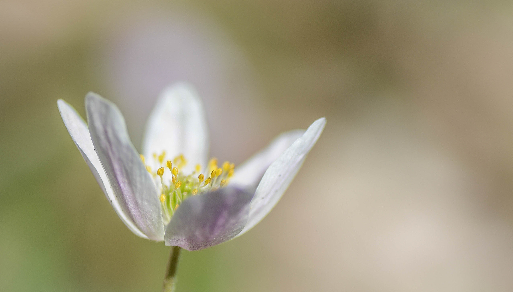 Nikon D600 sample photo. Bosanemoon photography