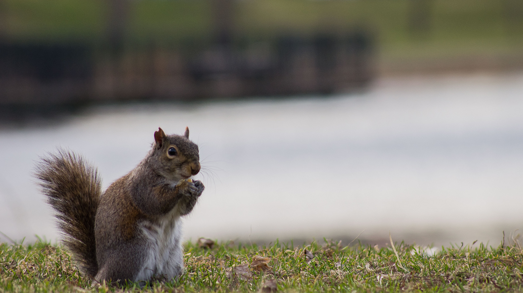 Sony SLT-A33 sample photo. Squirrel photography