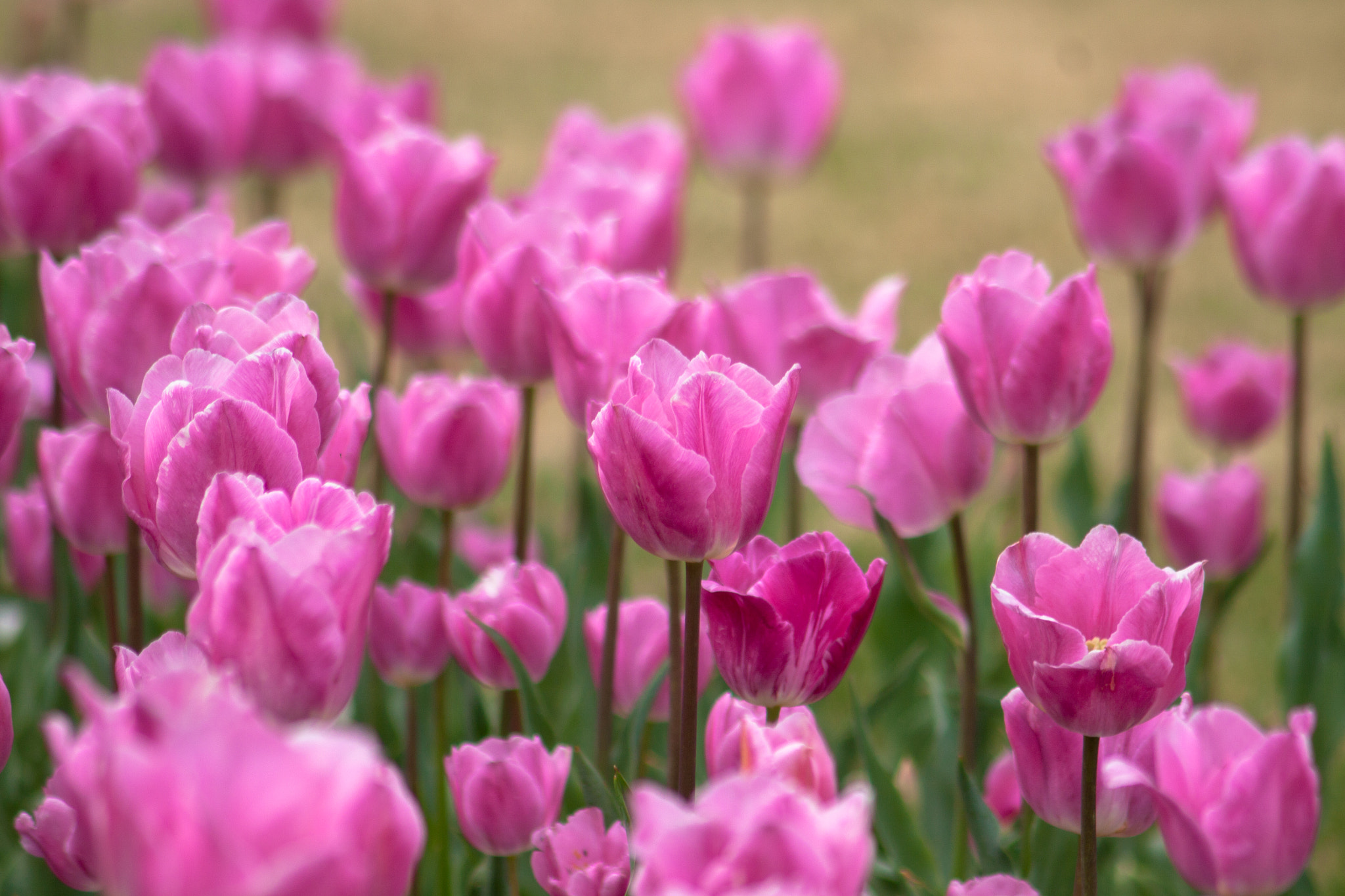 Canon EOS 50D + Canon EF 75-300mm F4.0-5.6 IS USM sample photo. Tulip photography