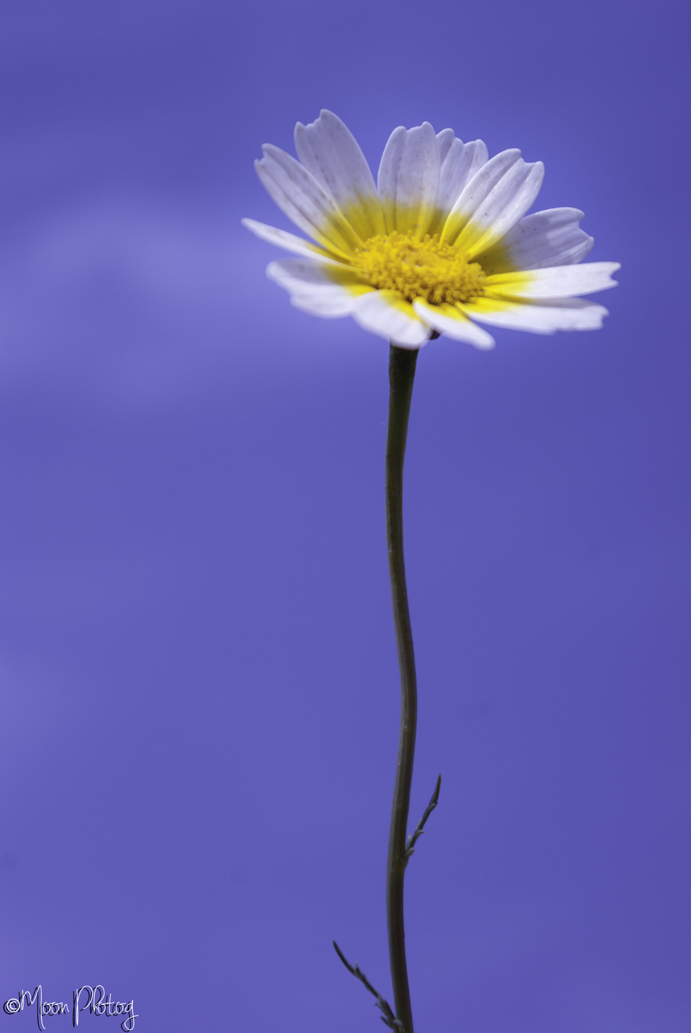 Pentax smc DA 18-55mm F3.5-5.6 AL WR sample photo. Fresh flower photography