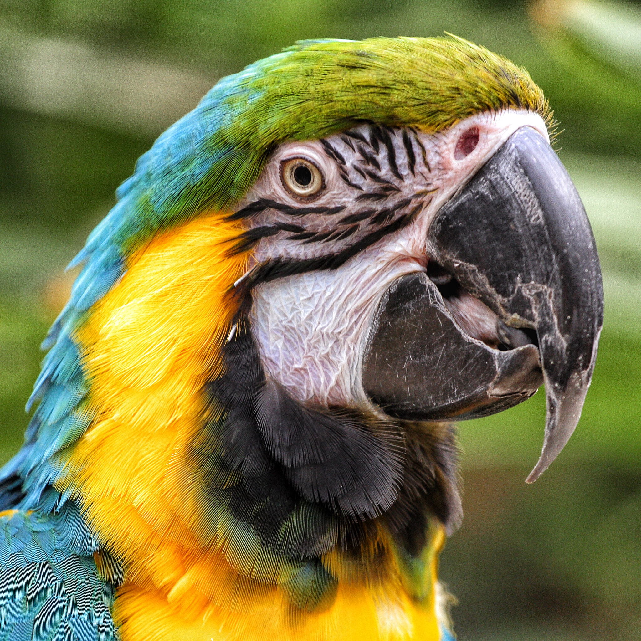 Canon EOS 7D + Canon EF 70-200mm F4L USM sample photo. Parrot/papegaai photography