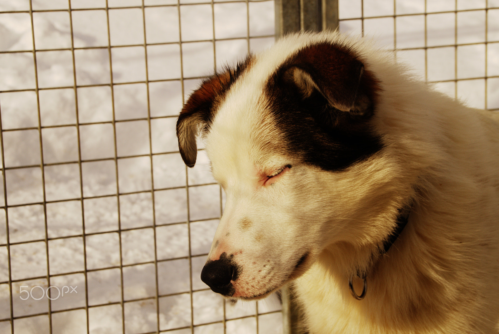 Sony SLT-A35 sample photo. Alaskan husky, vill photography