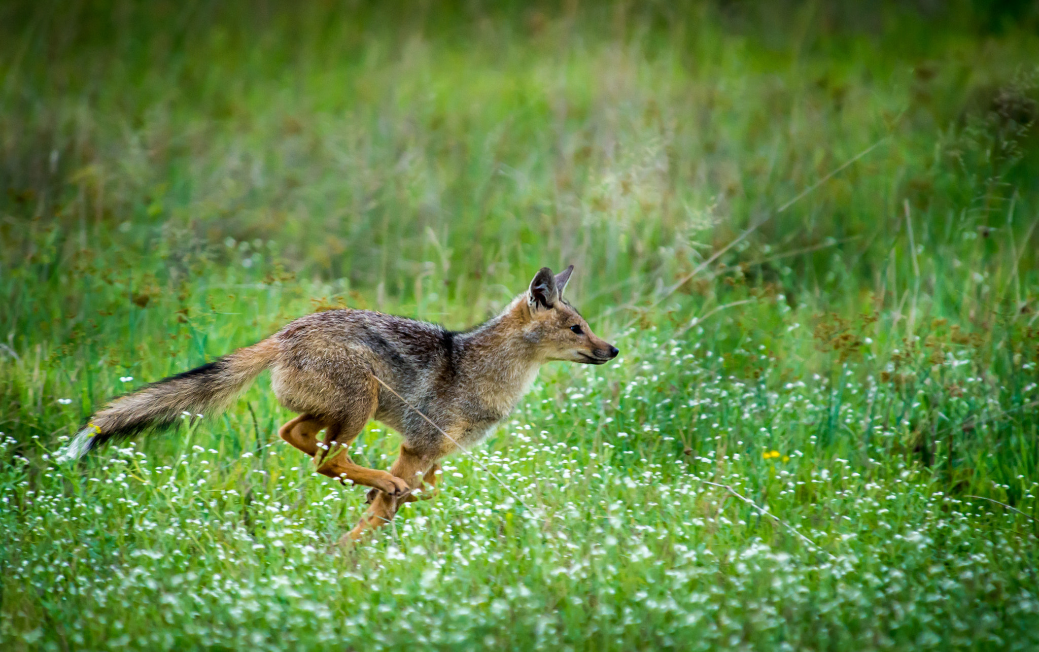 Nikon D600 sample photo. Run and play photography