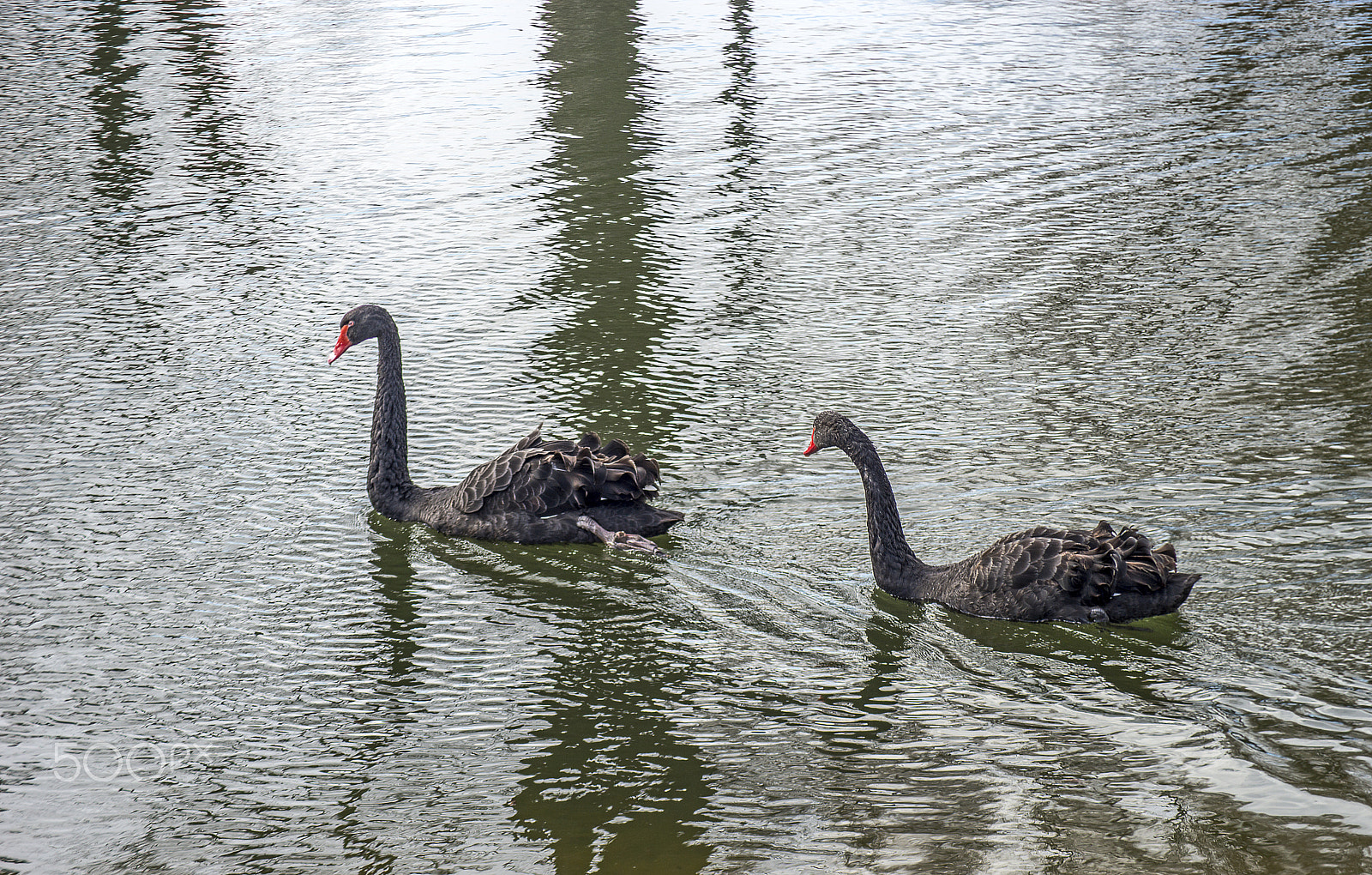 Sony a99 II + Tamron AF 70-300mm F4-5.6 Di LD Macro sample photo. Black swans photography