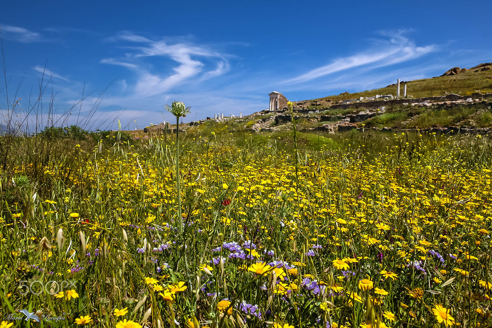 Canon EF-S 18-55mm F3.5-5.6 sample photo. Delos blooming. photography