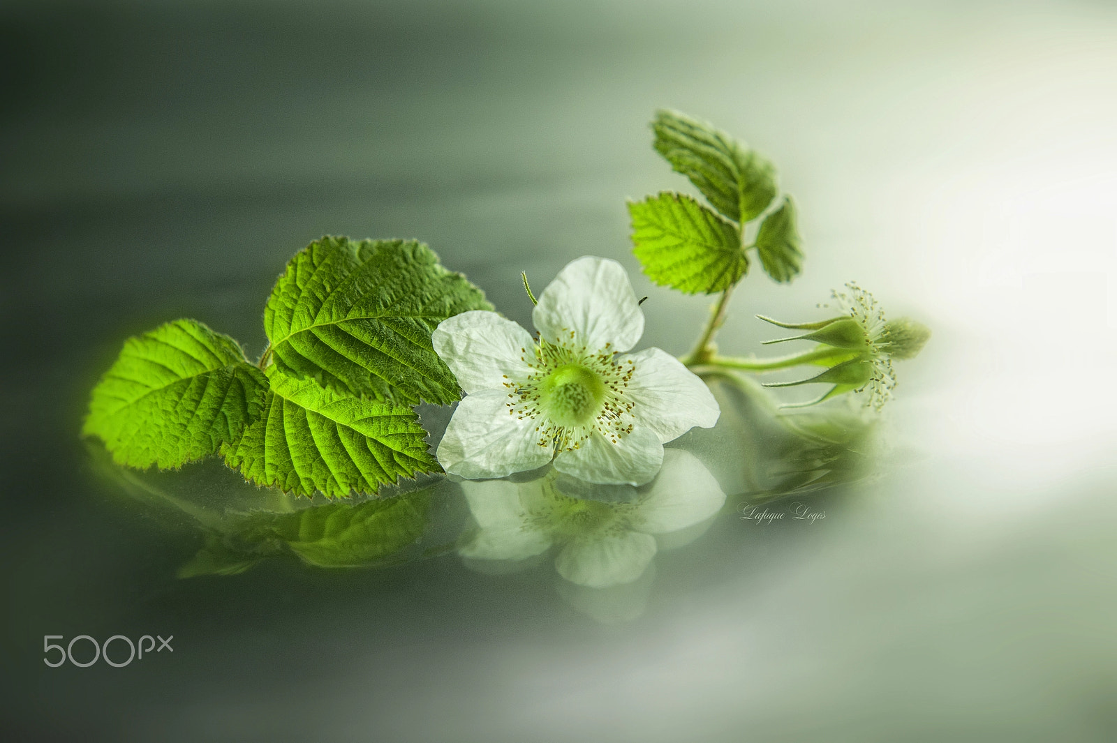 Nikon D700 + Sigma 50mm F2.8 EX DG Macro sample photo. Gentle spring, quiet hour photography