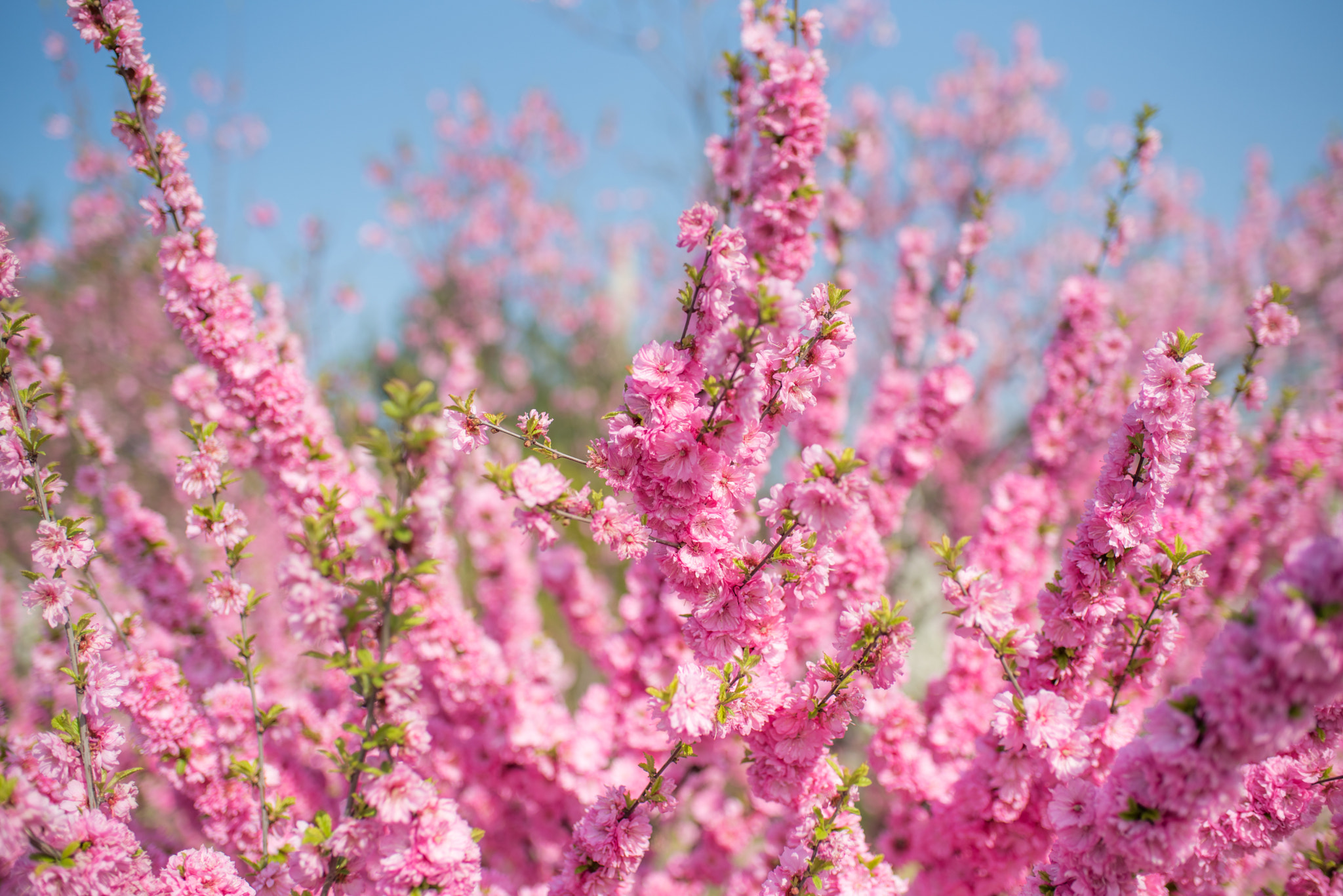 Nikon D750 + AF-S Nikkor 35mm f/1.8G sample photo. Dsc_0432.jpg photography