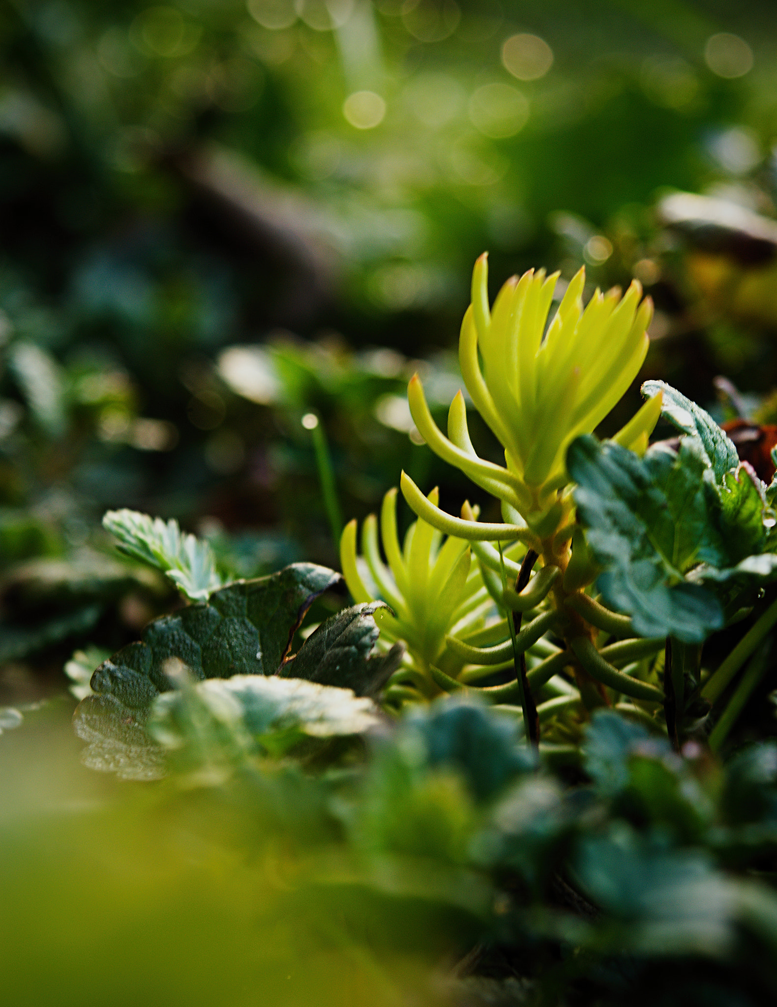 18.00 - 55.00 mm f/3.5 - 5.6 sample photo. Life photography
