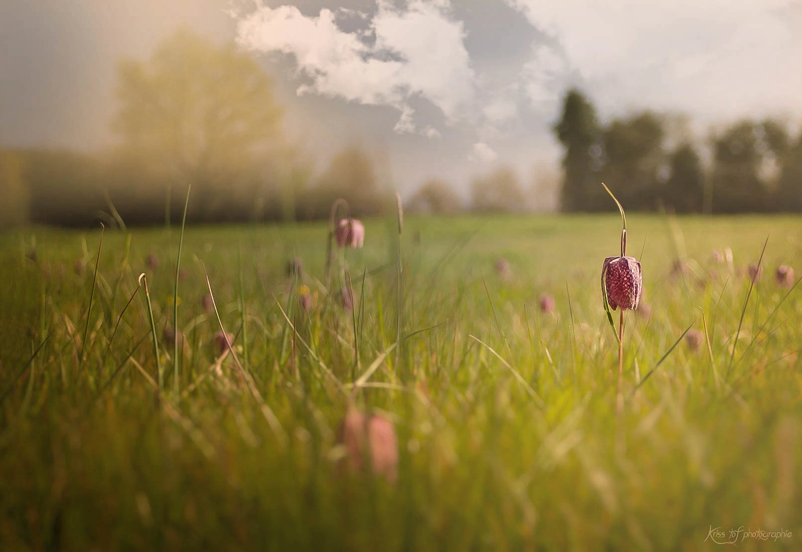 Canon EOS-1D sample photo. Champs de fritillaires pintade photography