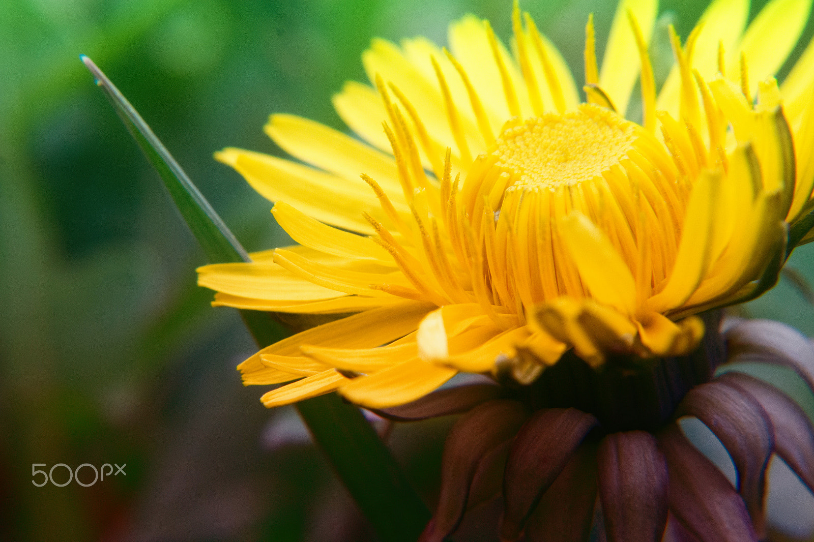Samsung NX 20-50mm F3.5-5.6 ED sample photo. Wake up photography
