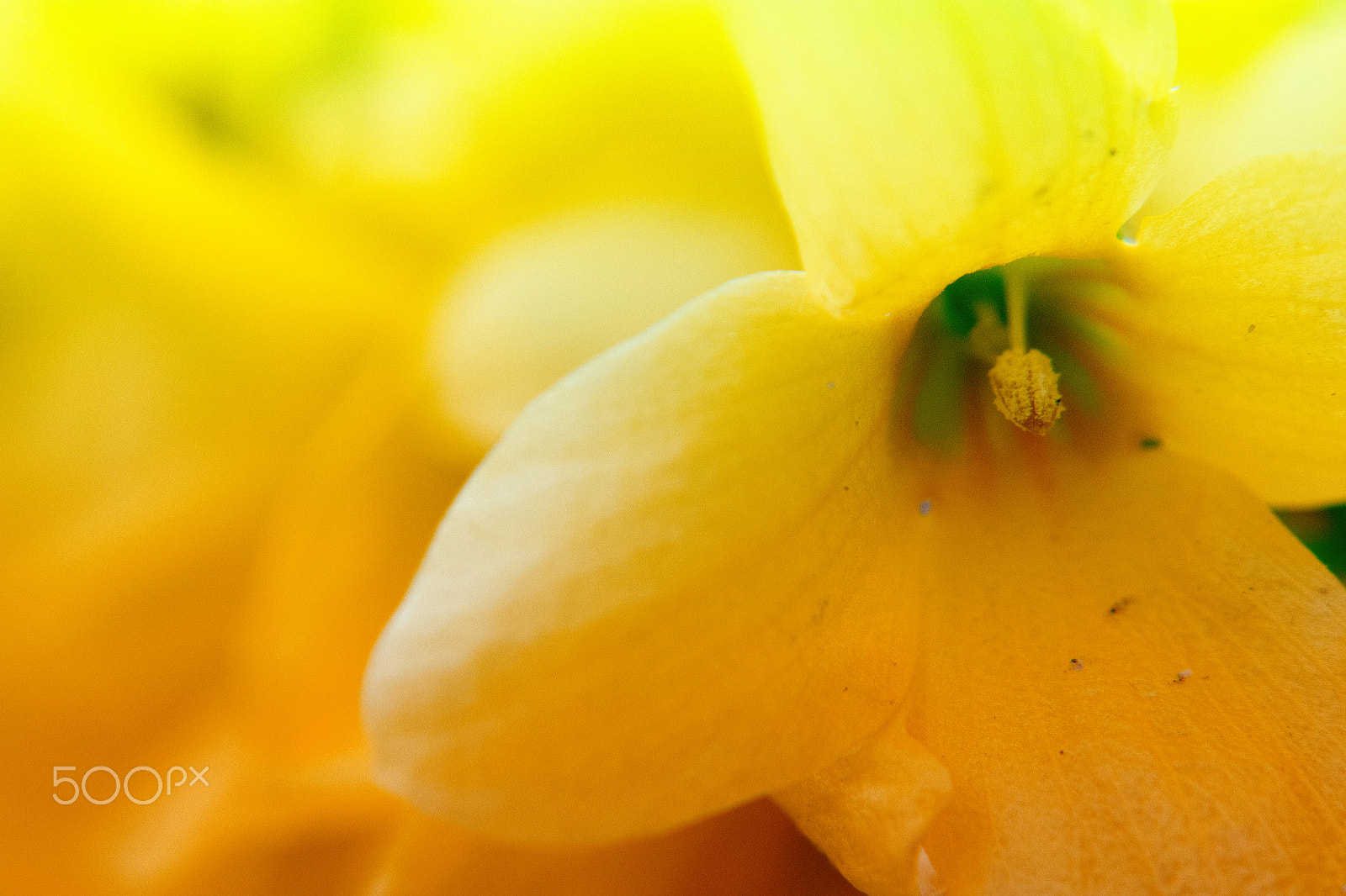 Samsung NX 20-50mm F3.5-5.6 ED sample photo. Flower photography