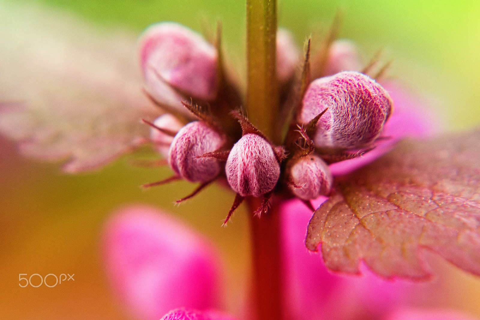 Samsung NX 20-50mm F3.5-5.6 ED sample photo. Flower photography