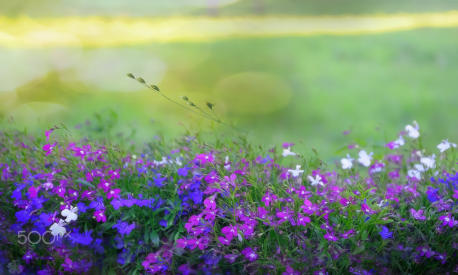 AF Zoom-Nikkor 28-85mm f/3.5-4.5 sample photo. Веселые краски (Сheerful paint) photography