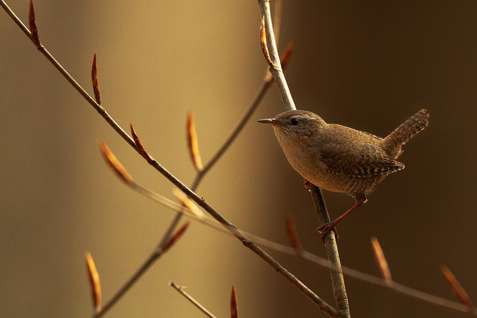Sigma 150-600mm F5-6.3 DG OS HSM | C sample photo. Troglodytes troglodytes photography