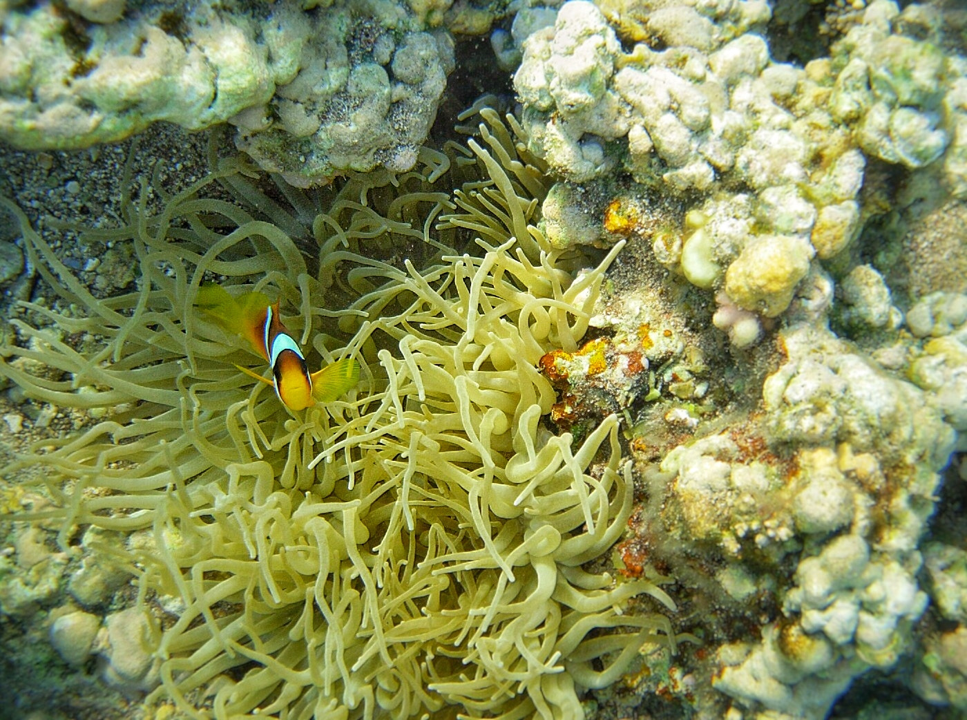 Nikon E5200 sample photo. Egypt 2006 wonderful memories. photography