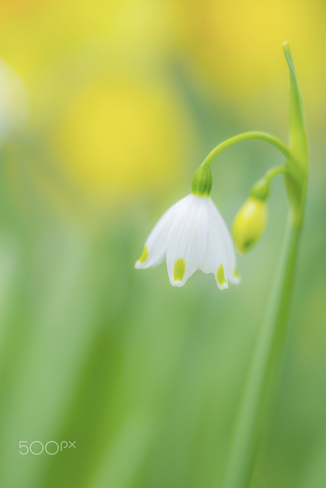 Nikon D800E sample photo. Snowflake in spring photography