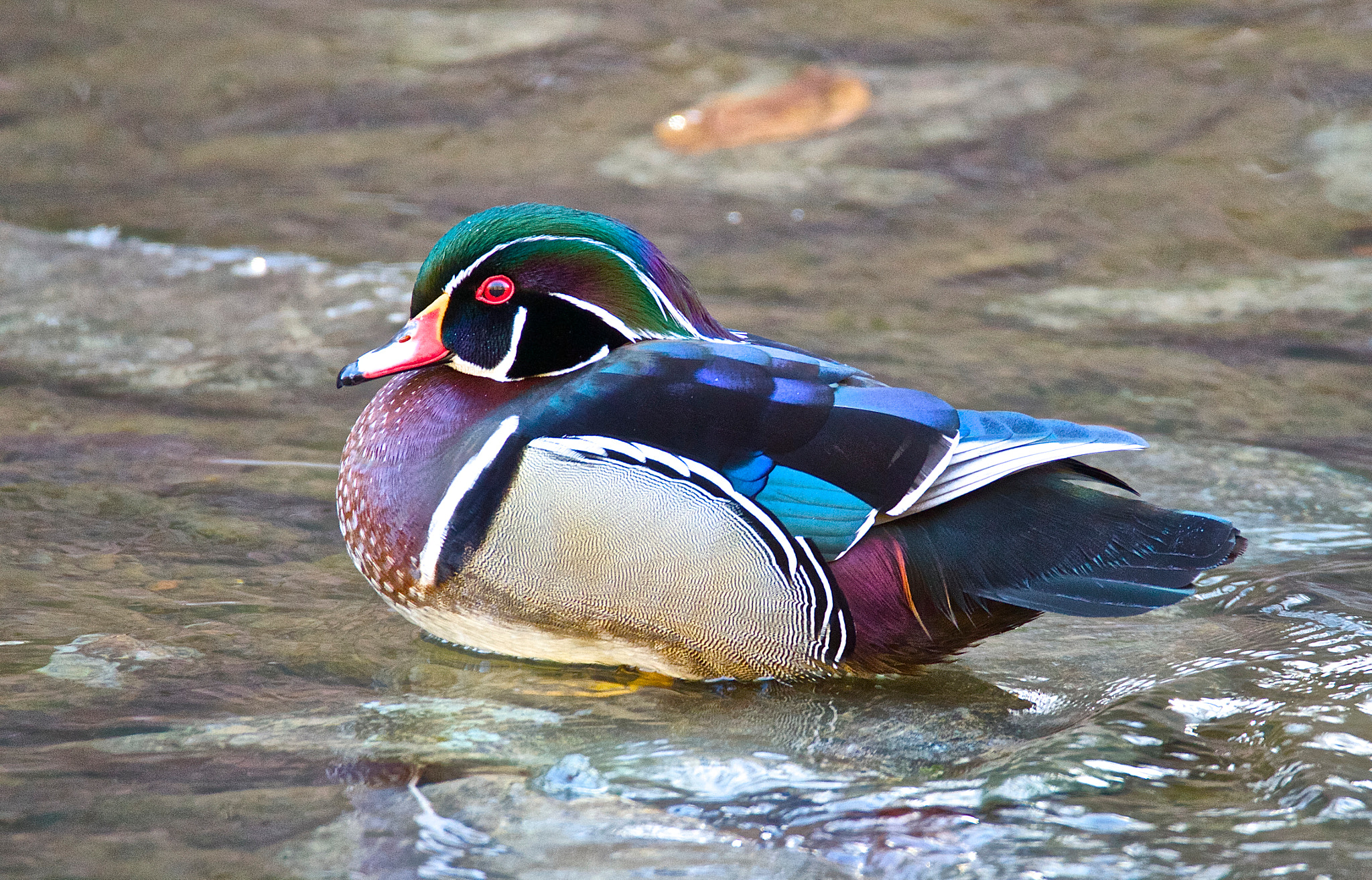 Tamron SP 150-600mm F5-6.3 Di VC USD sample photo. Wood duck photography