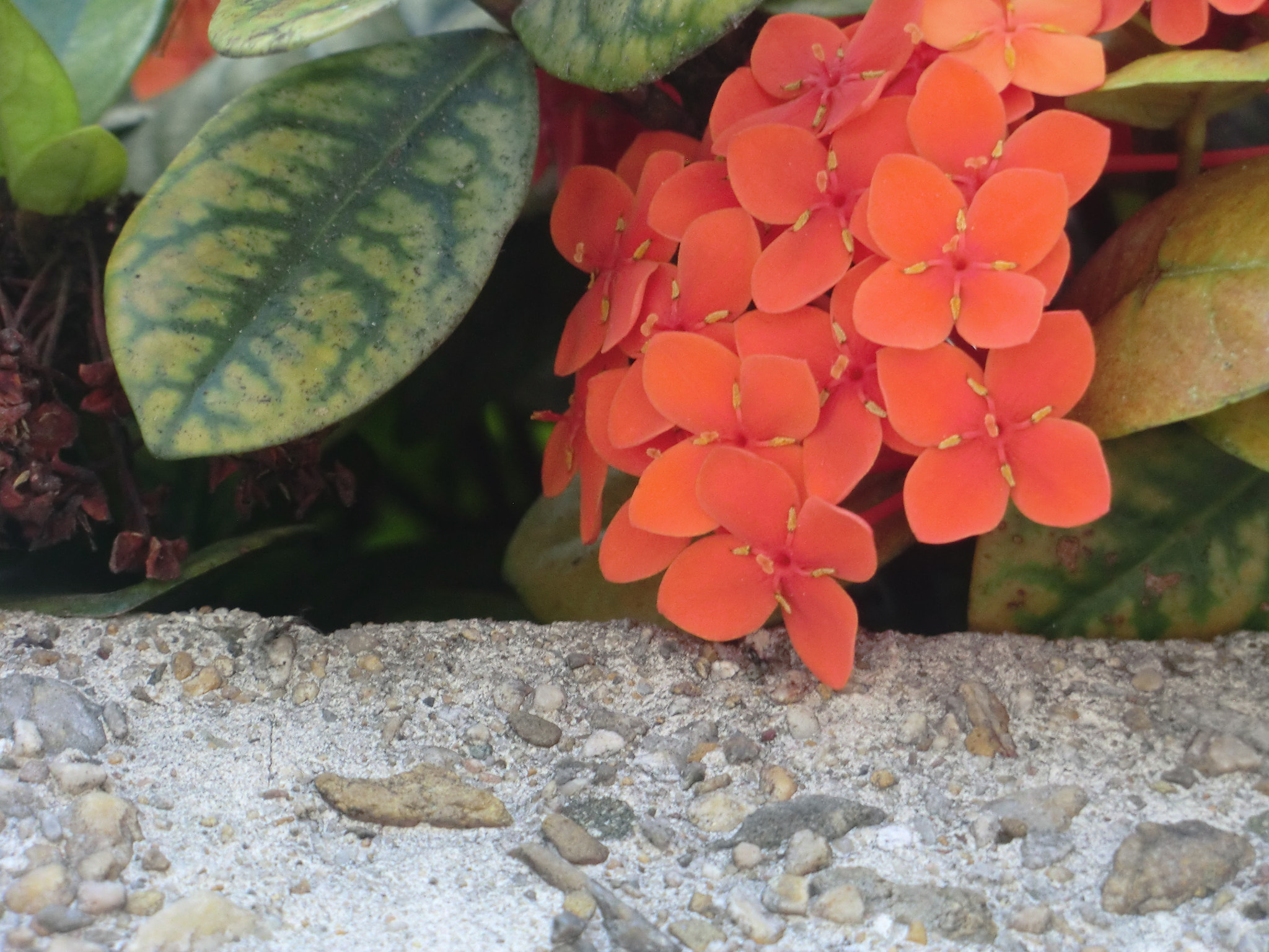 CASIO EX-H15 sample photo. Red quadrifolium blossom and that leaf photography