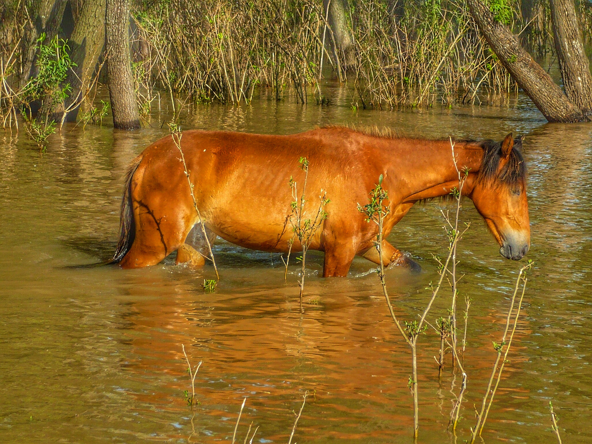 Panasonic DMC-LS60 sample photo. Flooded photography