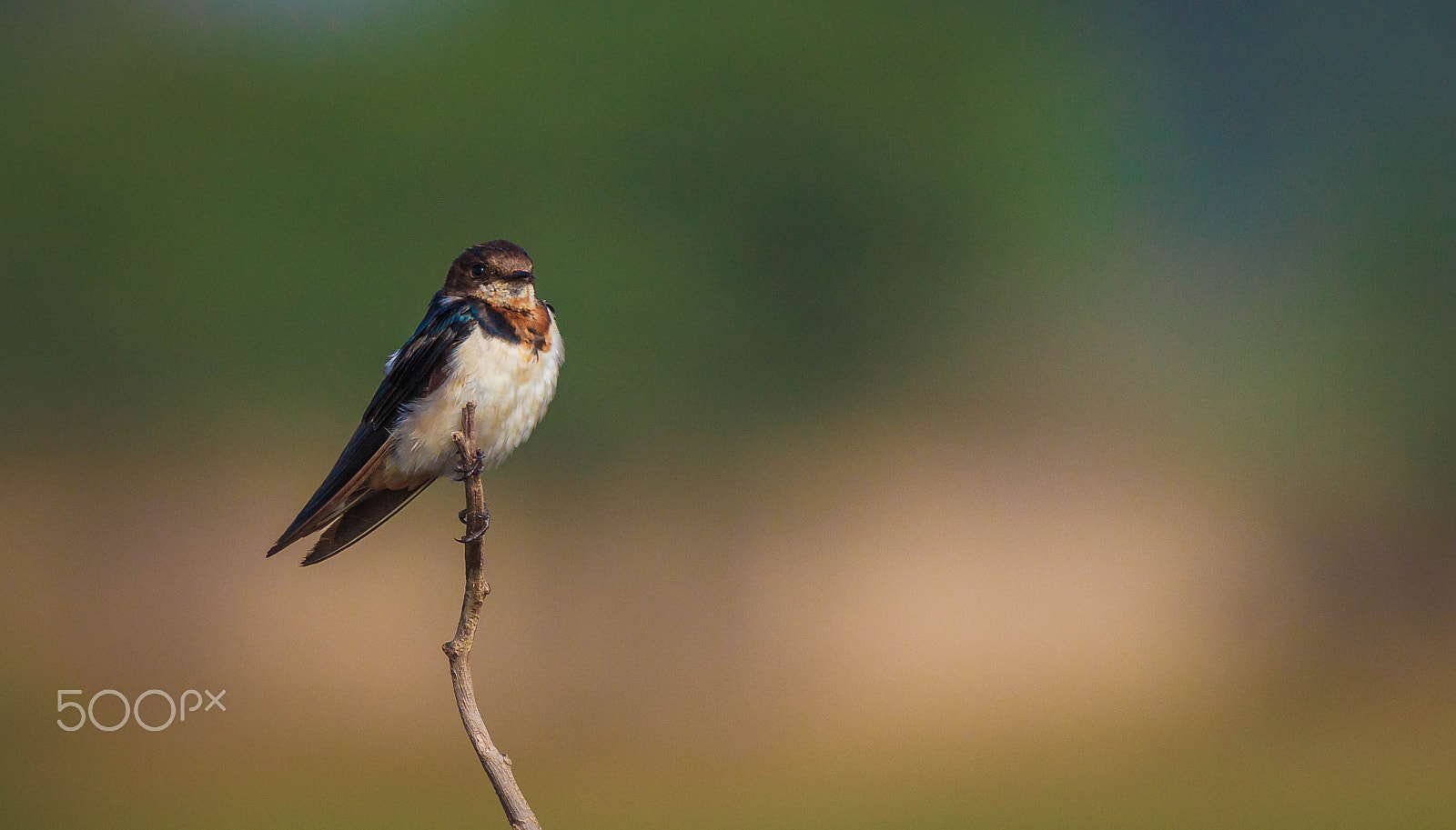 Canon EOS 600D (Rebel EOS T3i / EOS Kiss X5) + Canon EF 100-400mm F4.5-5.6L IS USM sample photo. Red rumped swallow (cecropis daurica) photography