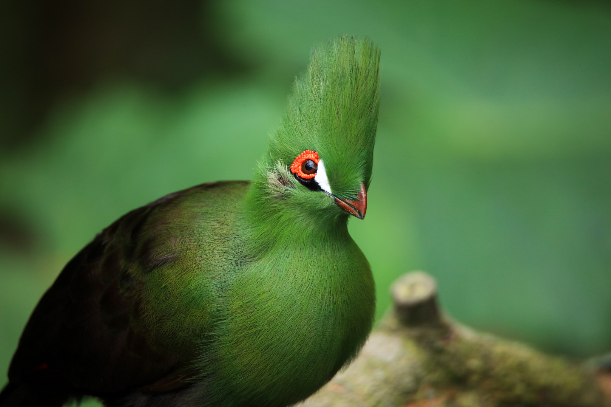 Tamron SP 150-600mm F5-6.3 Di VC USD sample photo. Green photography