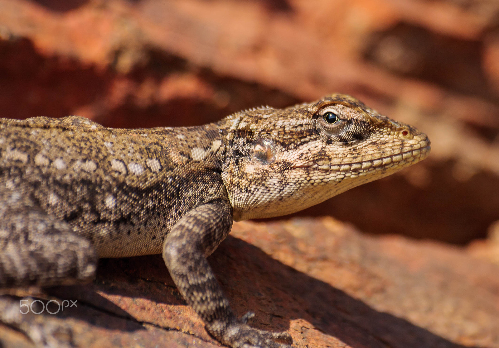 Sigma 70-300mm F4-5.6 APO DG Macro sample photo. Garden lizard photography