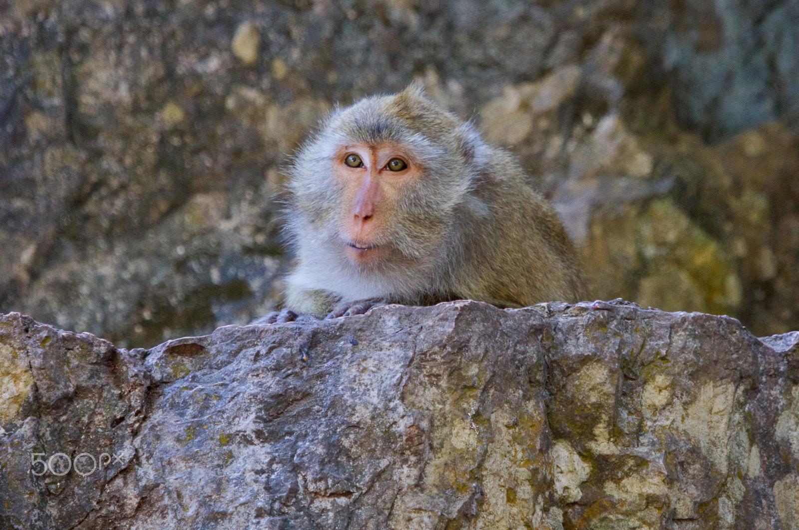 Canon EOS 5DS + Canon EF 70-200mm F4L IS USM sample photo. Macaque photography