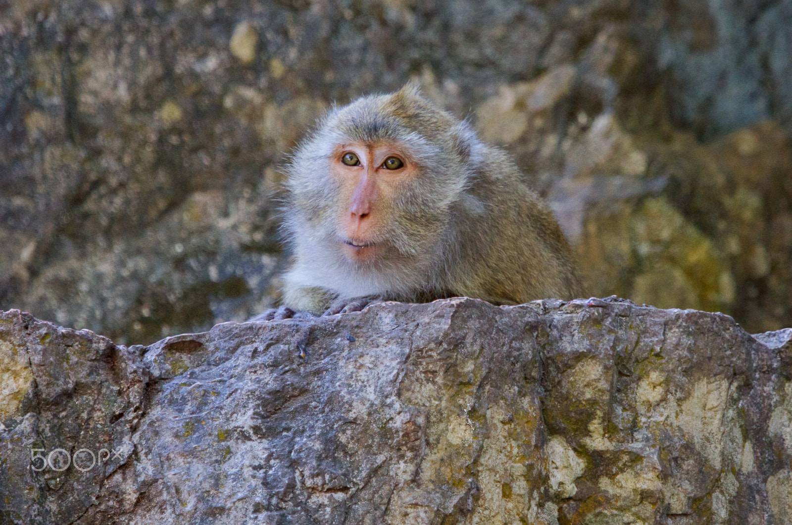 Canon EF 70-200mm F4L IS USM sample photo. Macaque photography