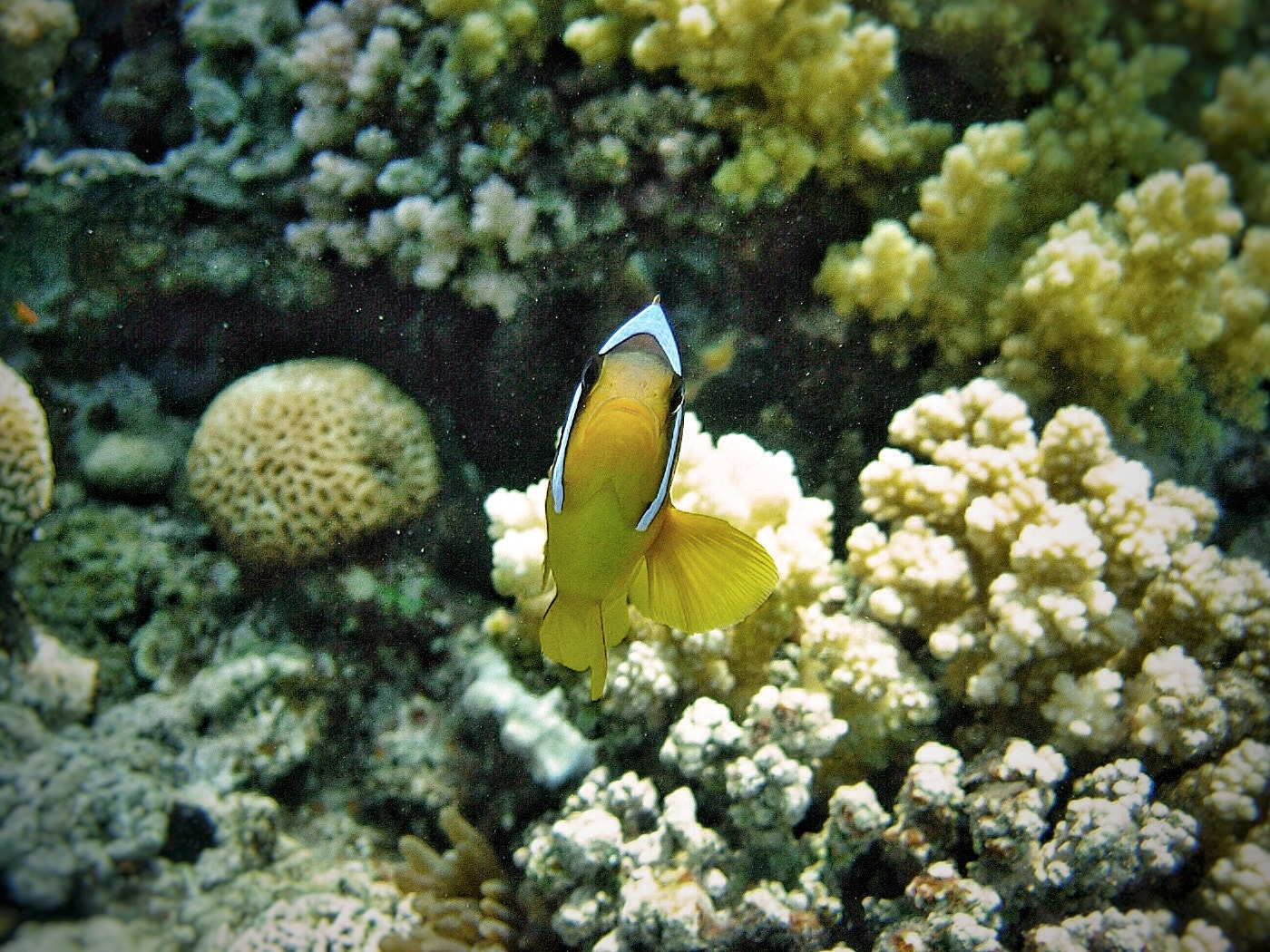 Nikon E5200 sample photo. Egypt 2006 wonderful memories. photography