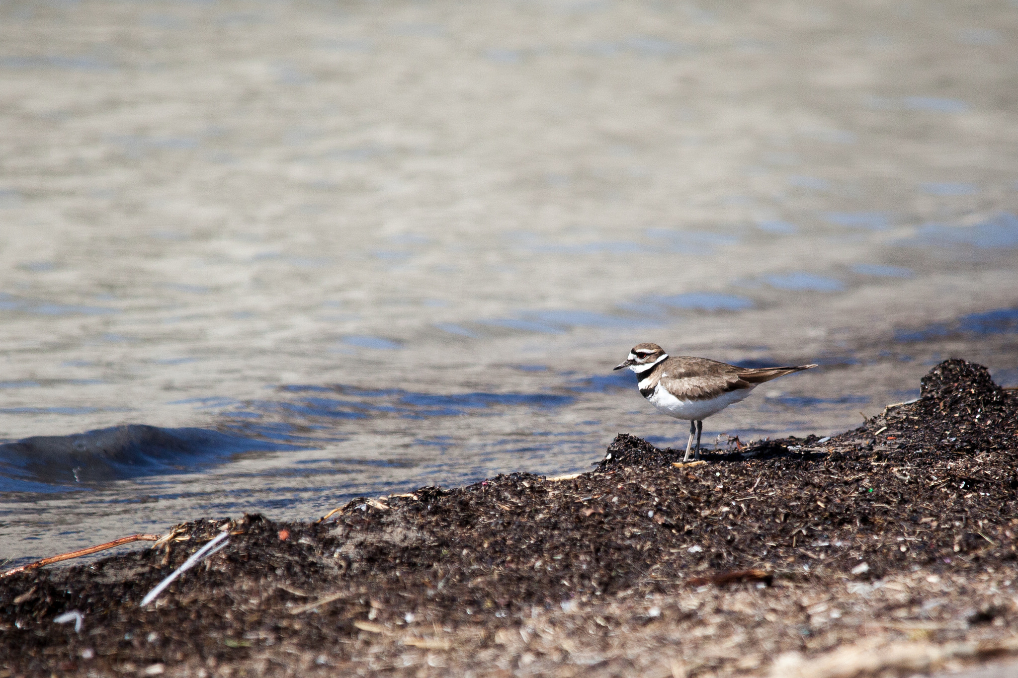 Sigma 150-500mm F5-6.3 DG OS HSM sample photo. Killdeer photography