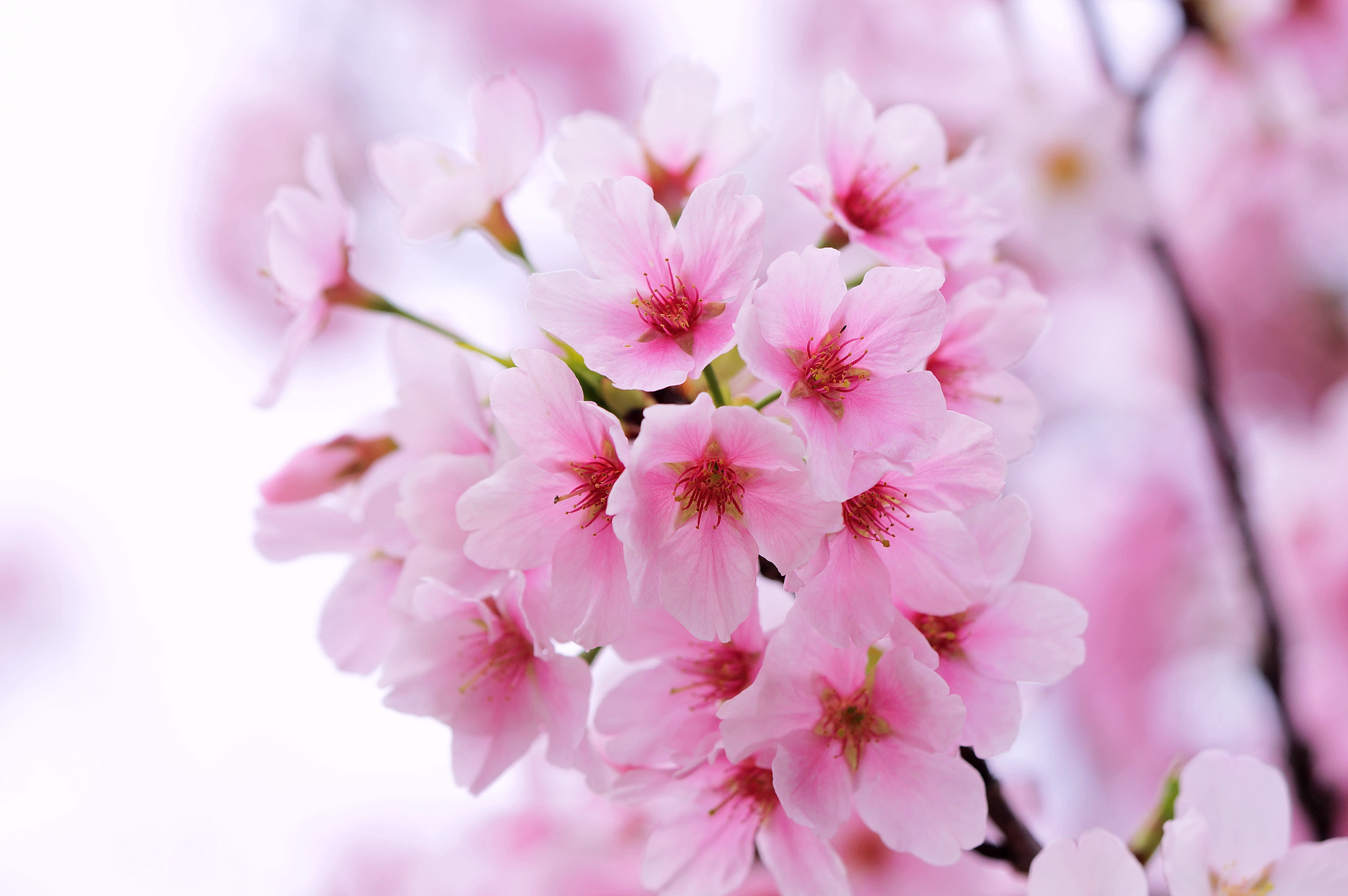 Sony Alpha NEX-6 + Sony FE 90mm F2.8 Macro G OSS sample photo. Cherry blossom photography