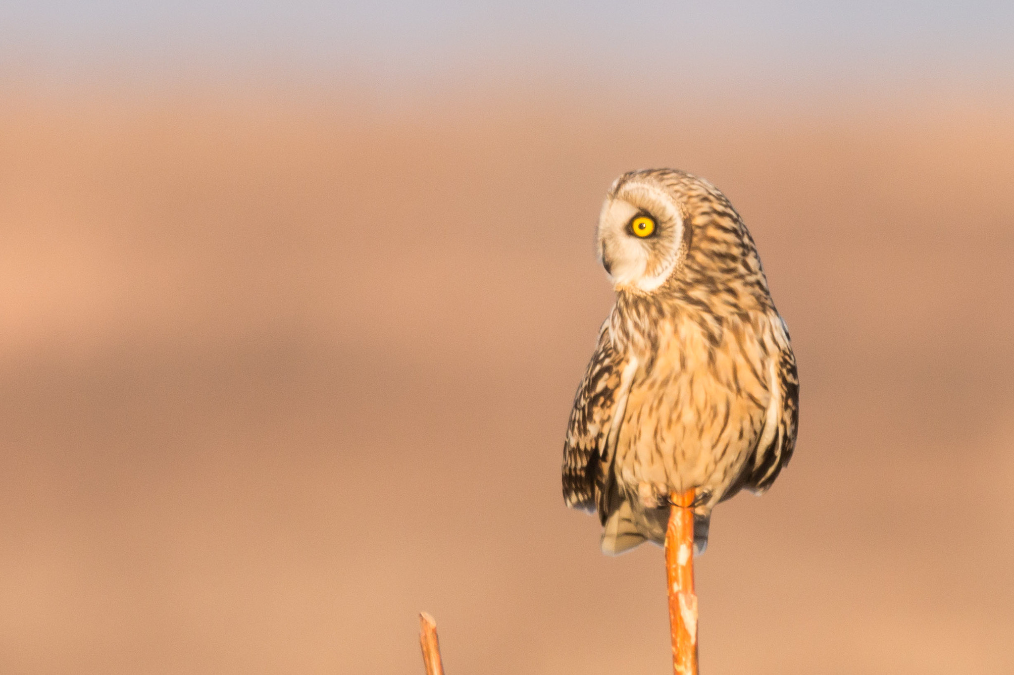 Canon EOS 70D + Canon EF 600mm F4L IS II USM sample photo. Short-eared owl photography