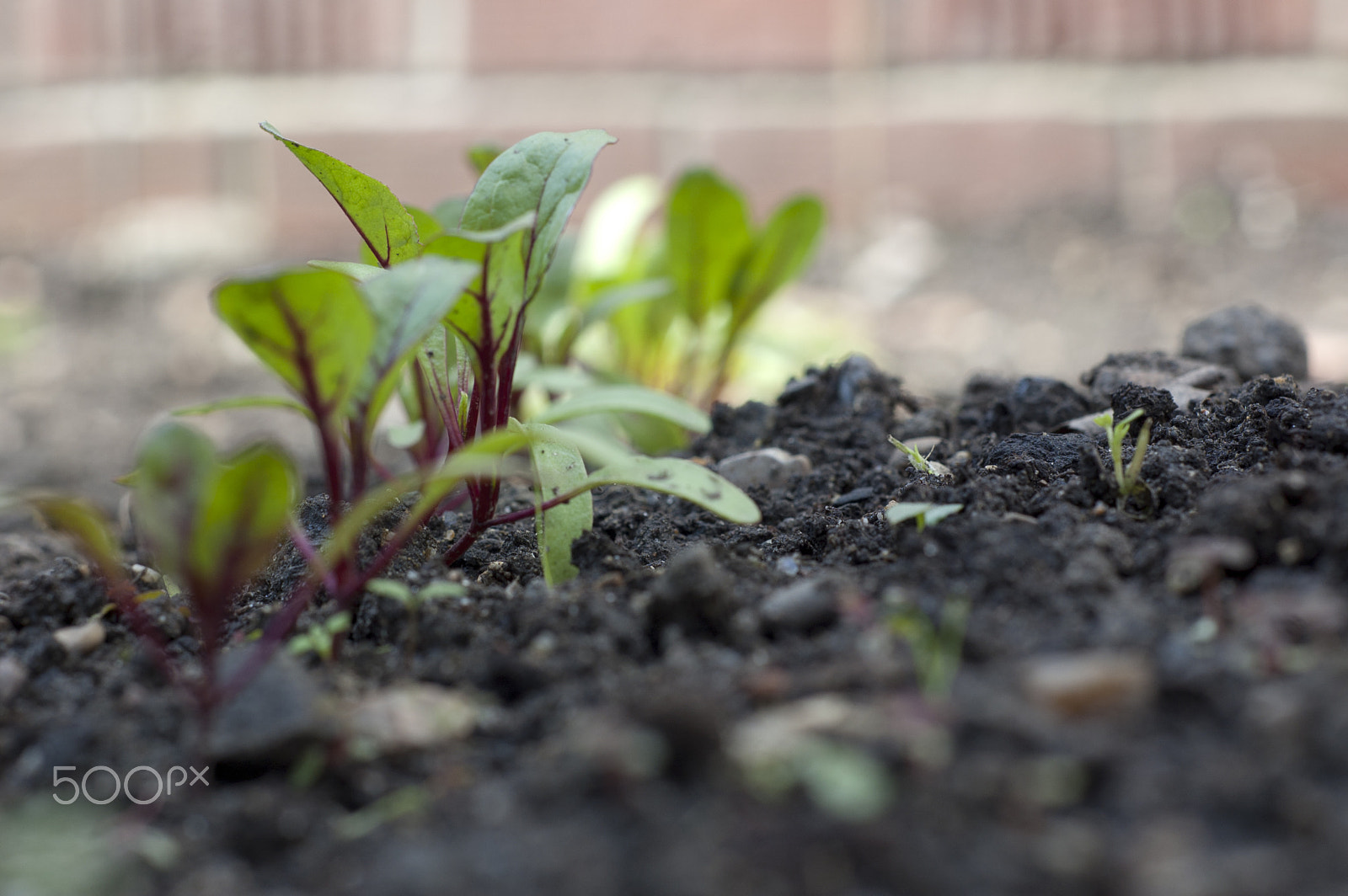Nikon D40 + Nikon AF Nikkor 50mm F1.8D sample photo. Beetroot seedlings photography