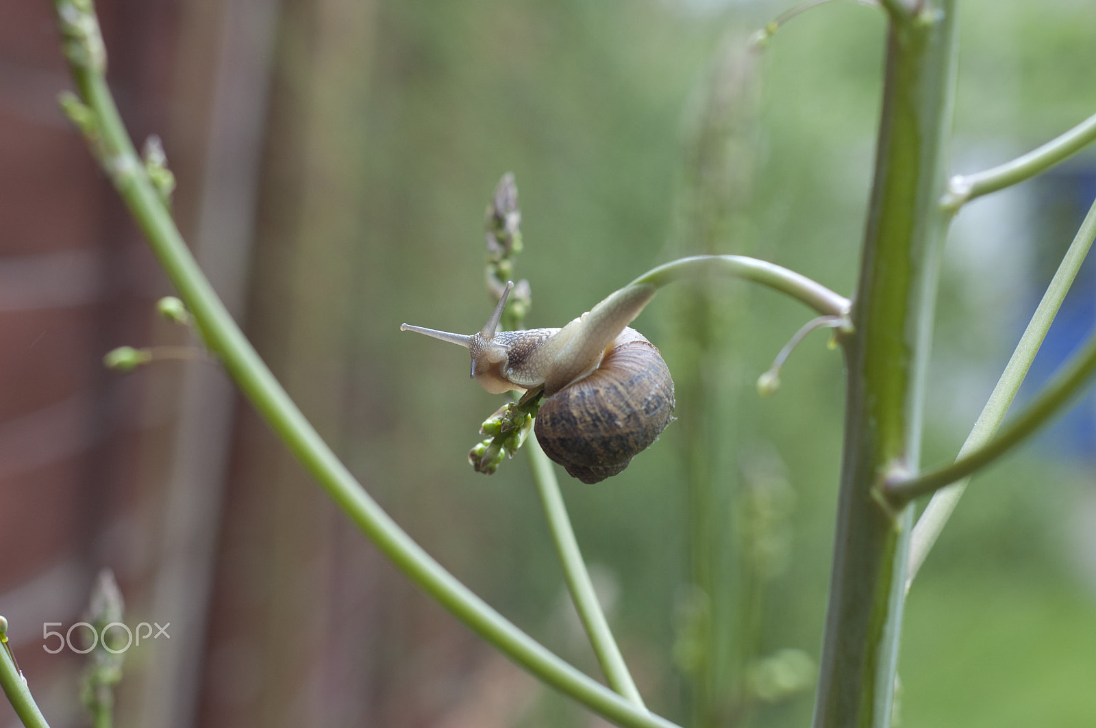 Nikon D40 + Nikon AF Nikkor 50mm F1.8D sample photo. Snail photography