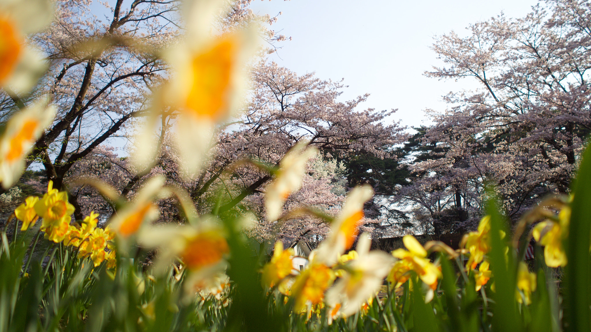 Olympus OM-D E-M10 + Olympus M.Zuiko Digital 17mm F1.8 sample photo. Sakura and suisen photography