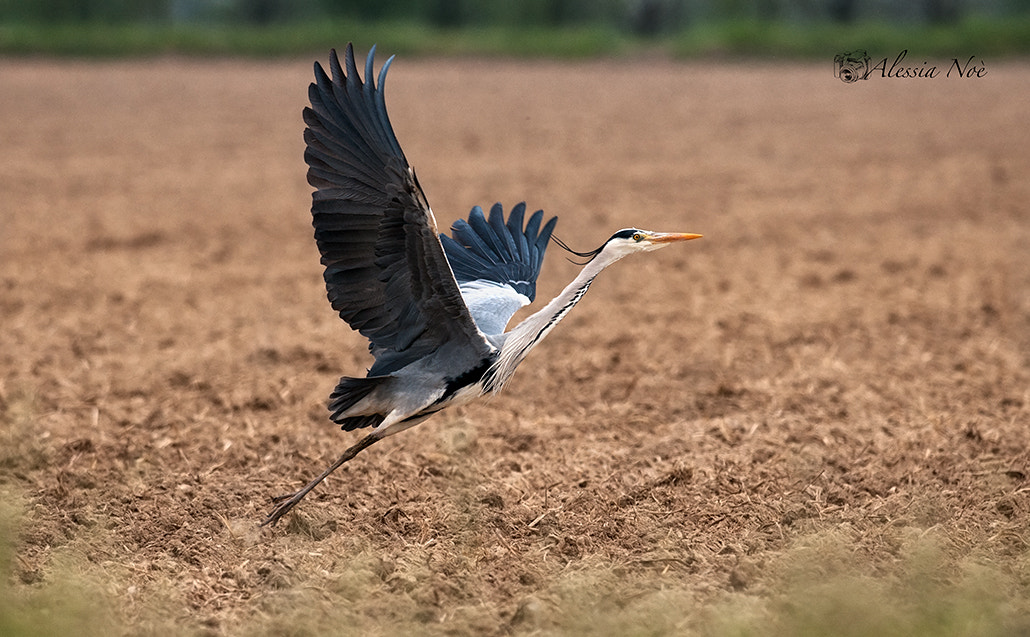 Nikon D300 + Nikon AF-S Nikkor 300mm F4D ED-IF sample photo. Heron photography
