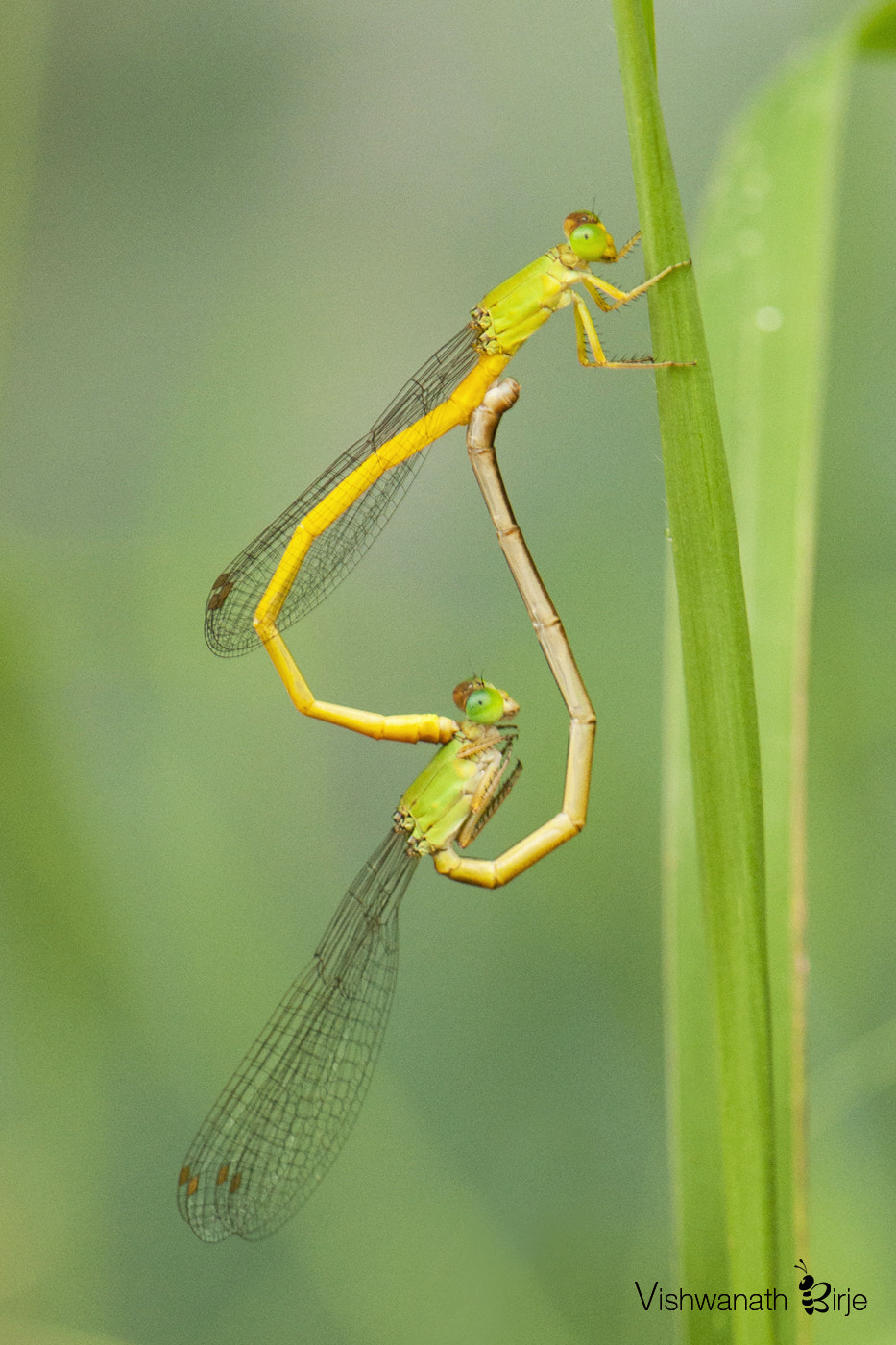Nikon AF-S DX Micro-Nikkor 85mm F3.5G ED VR sample photo. Coromandel marsh dart mating photography