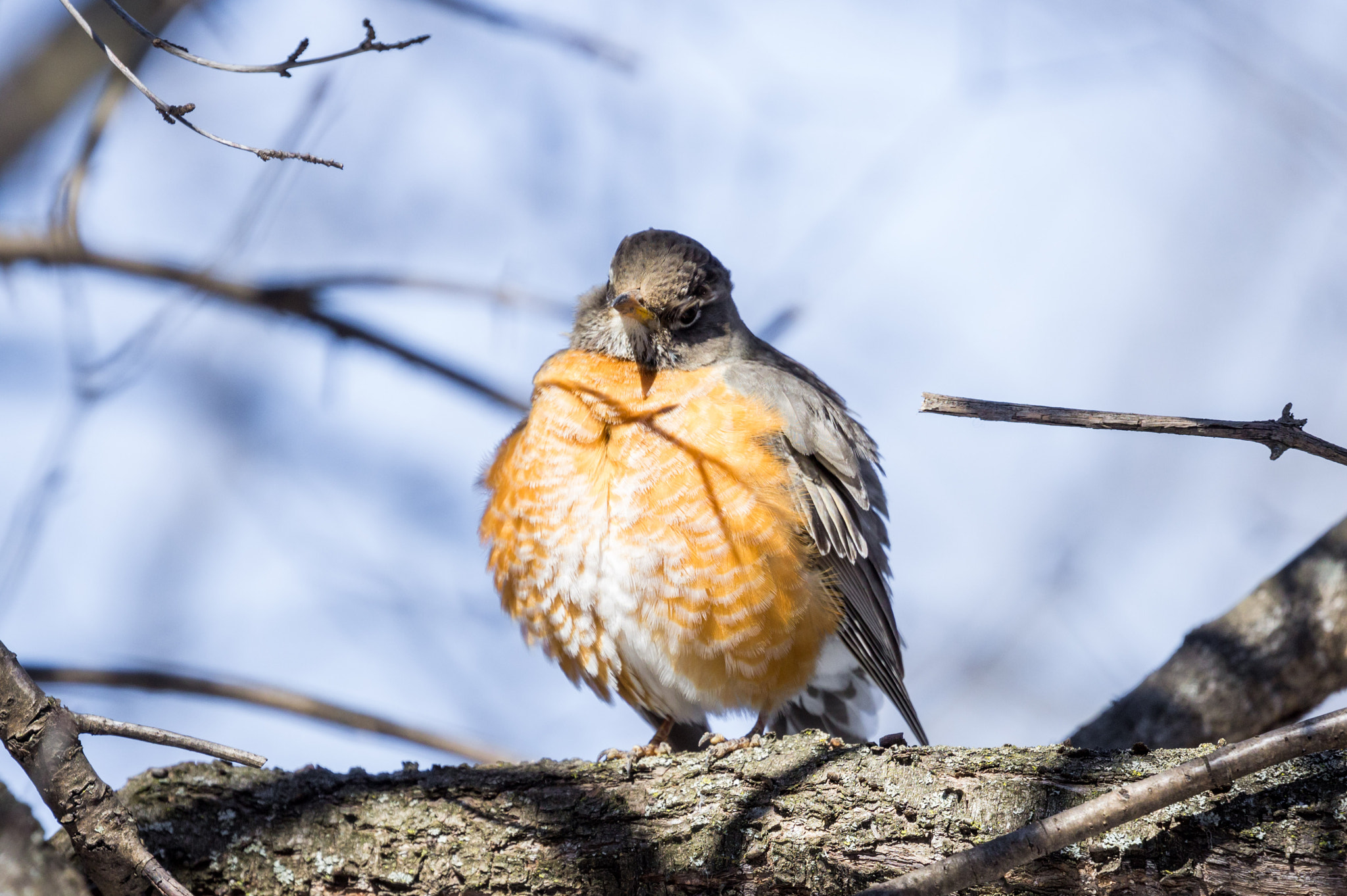 Canon EF 100-400mm F4.5-5.6L IS II USM sample photo. Robin photography
